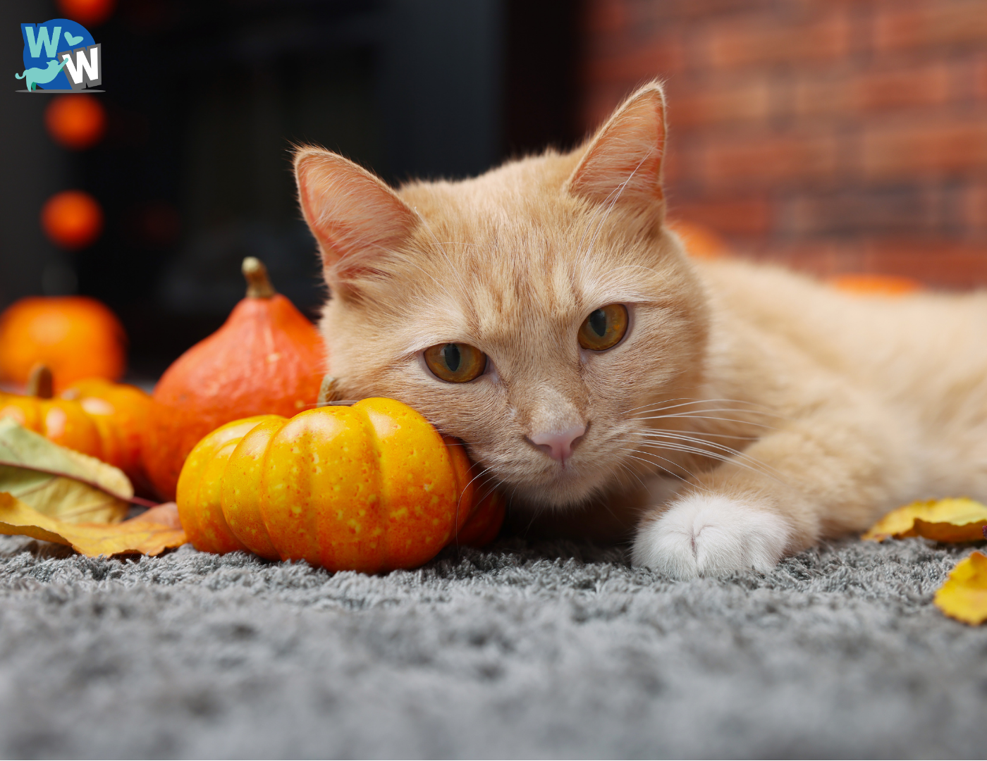 Orange cat laying down rubbing its face against a small orange pumpkin