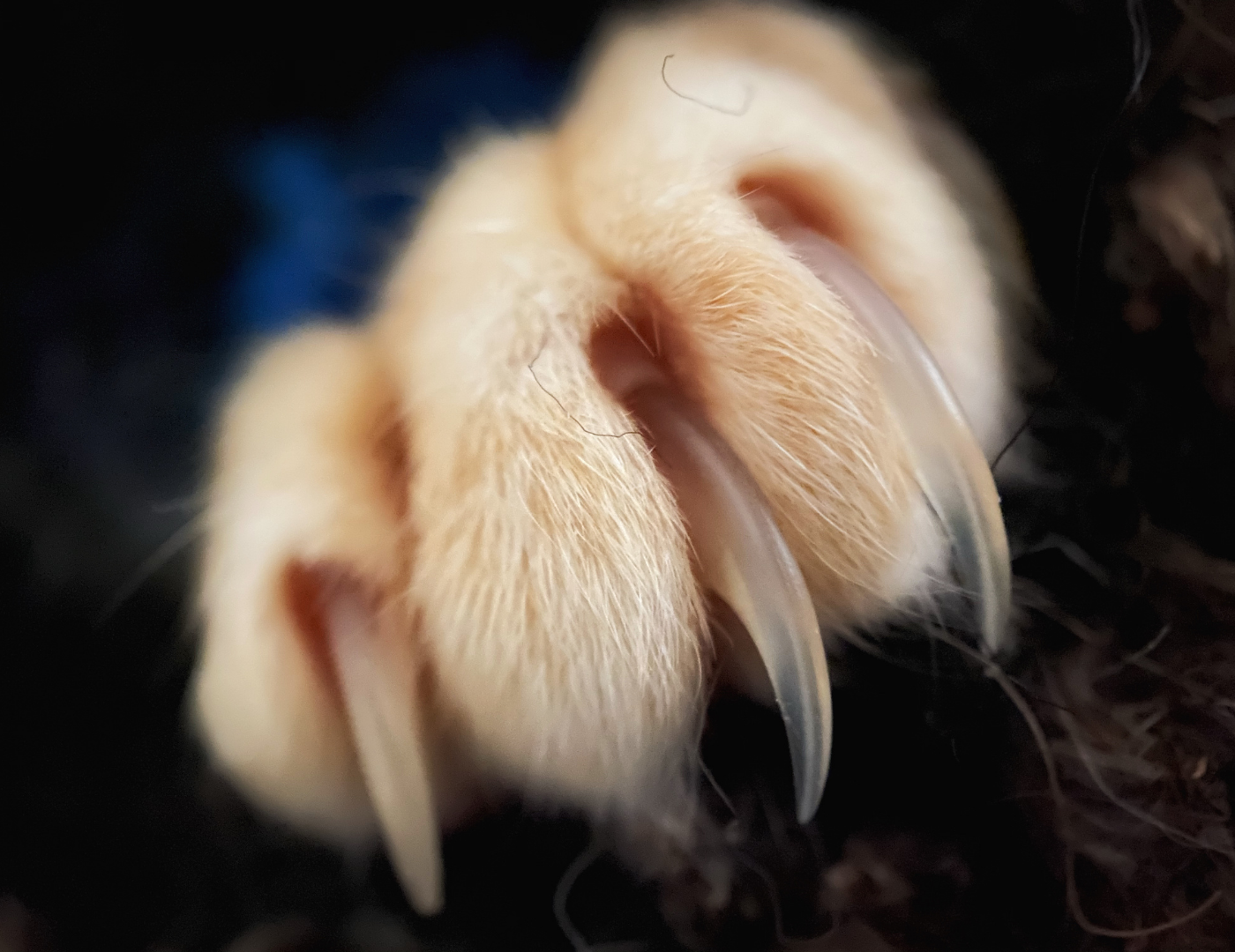 Close up of cat claw with nails extended