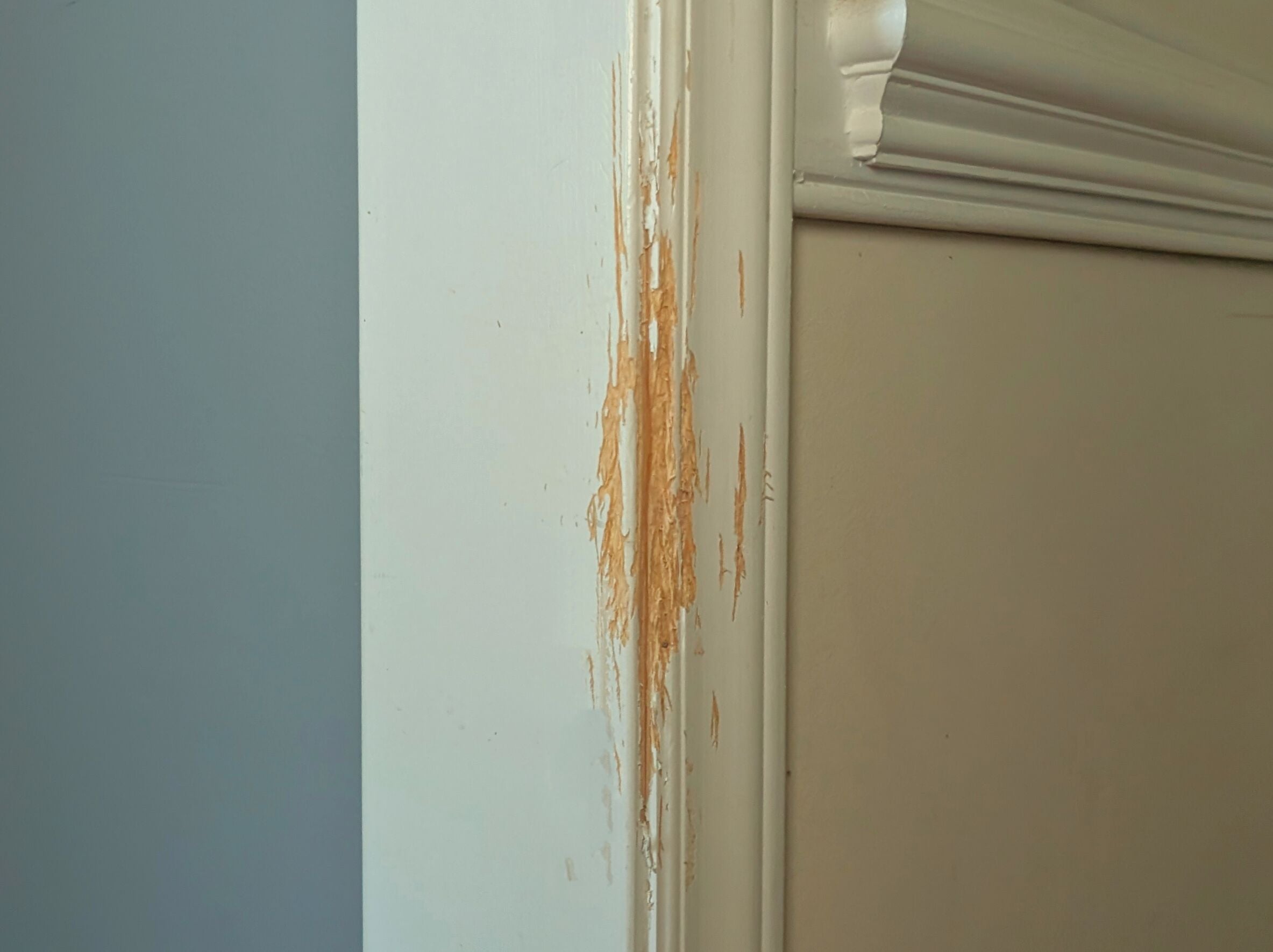 A door frame with trim that has been scratched by cats.