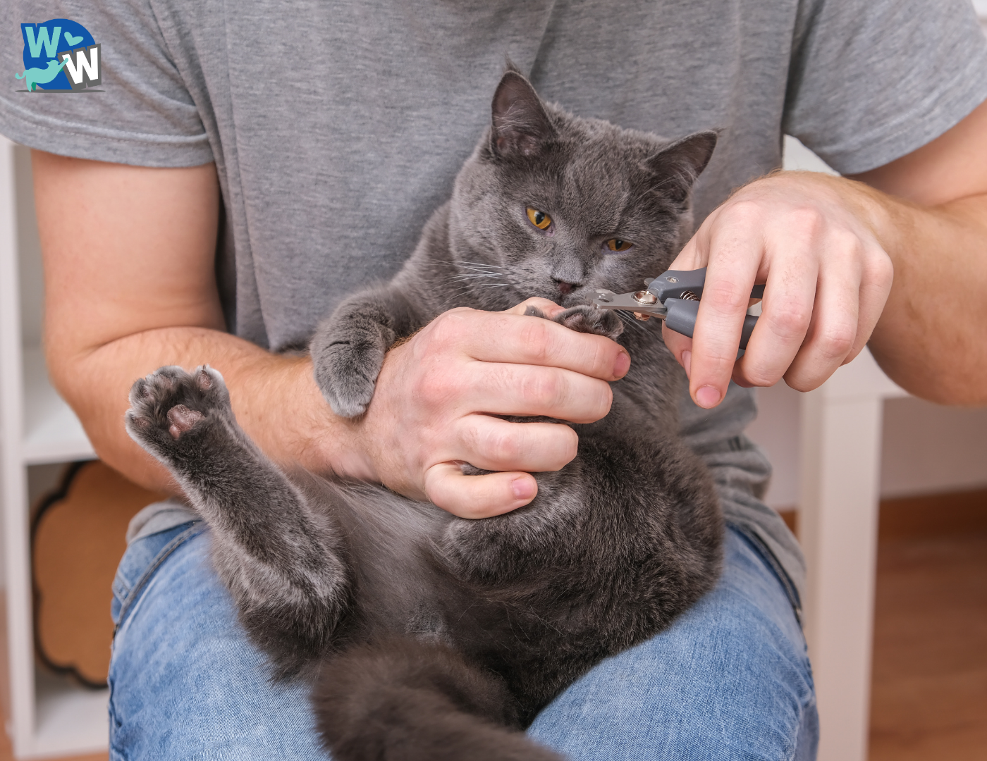 Do Indoor Cats Need Their Nails Trimmed?