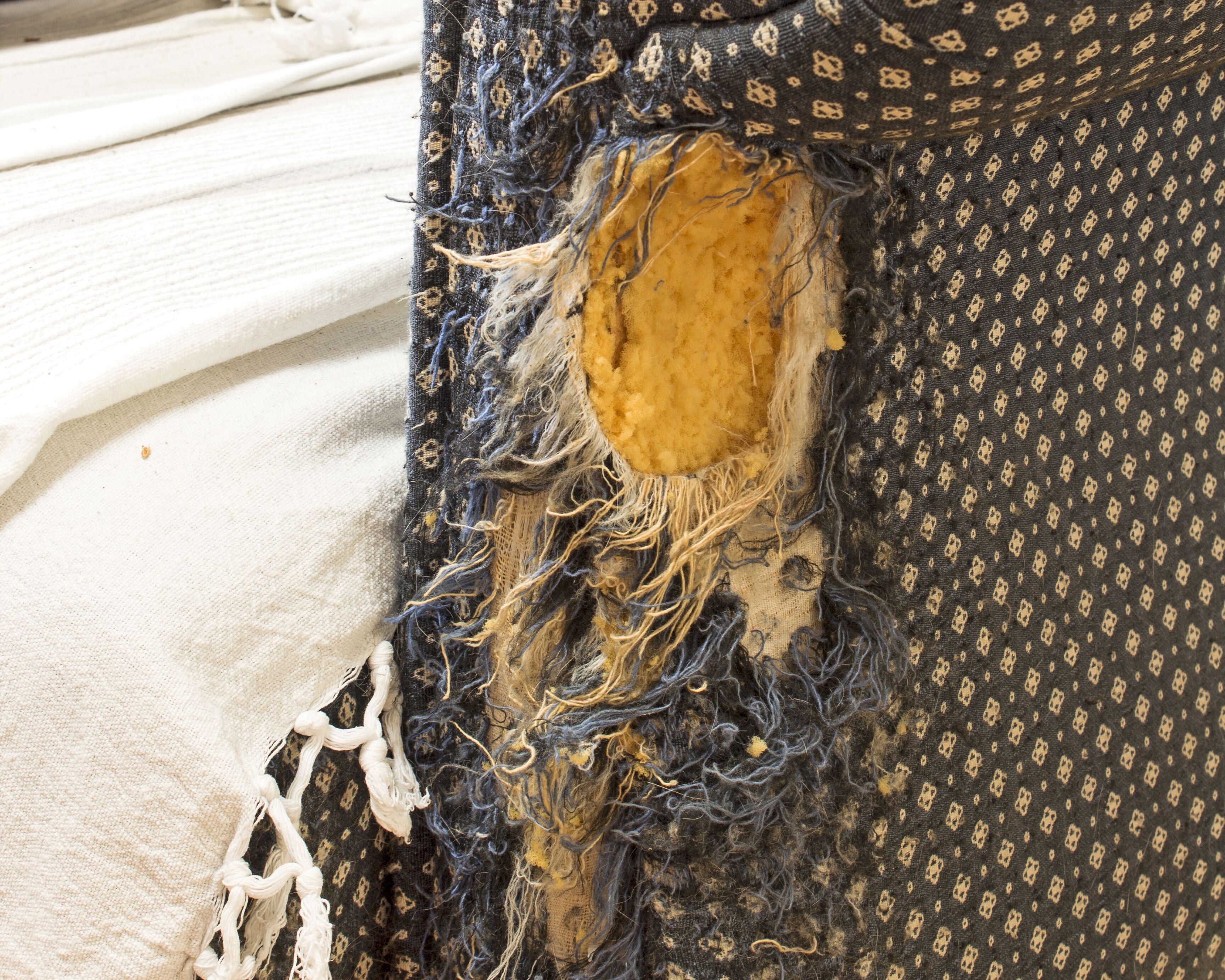 Why Cats Target Furniture and Door Frames