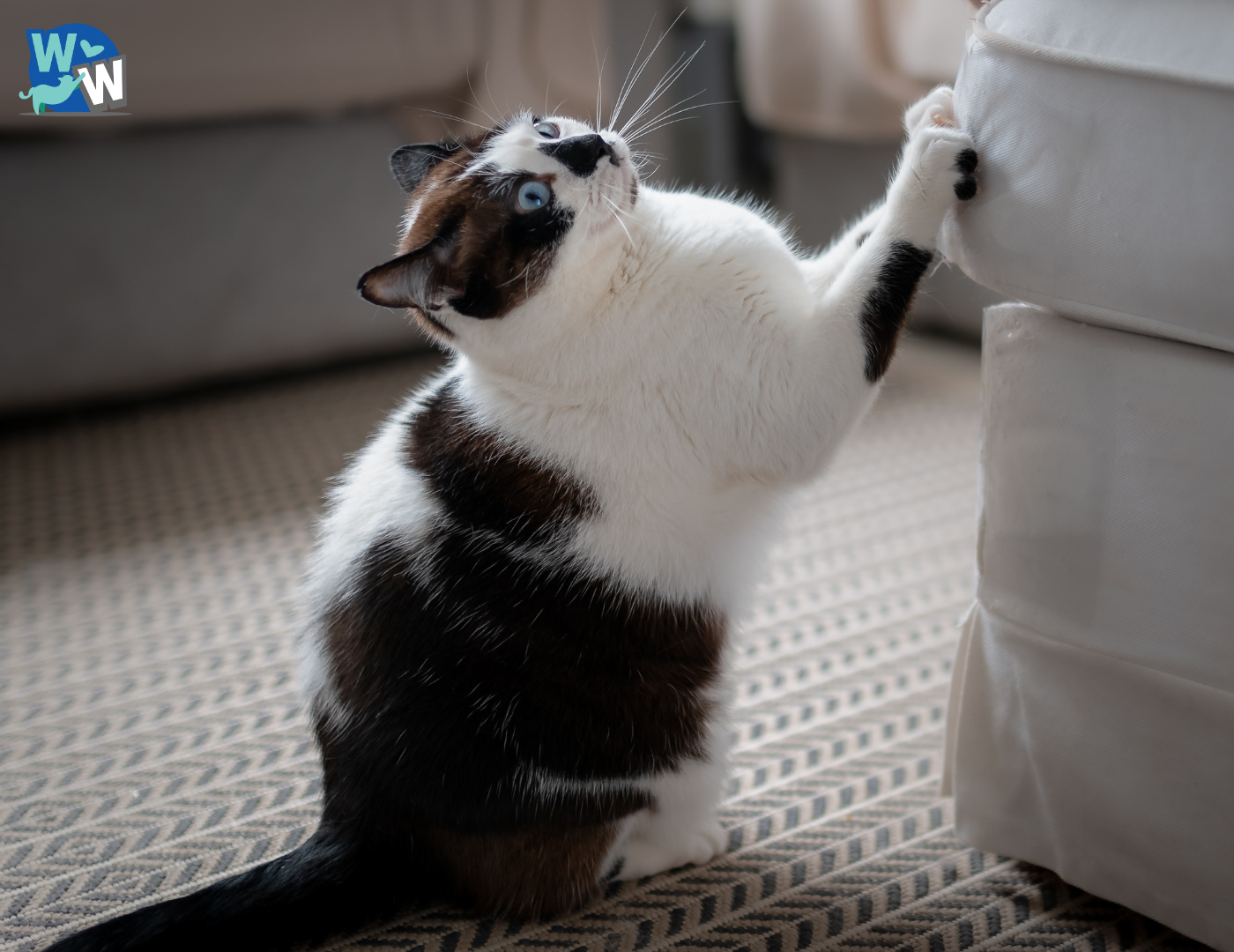 Cat with blue eyes scratching the corner of a sofa