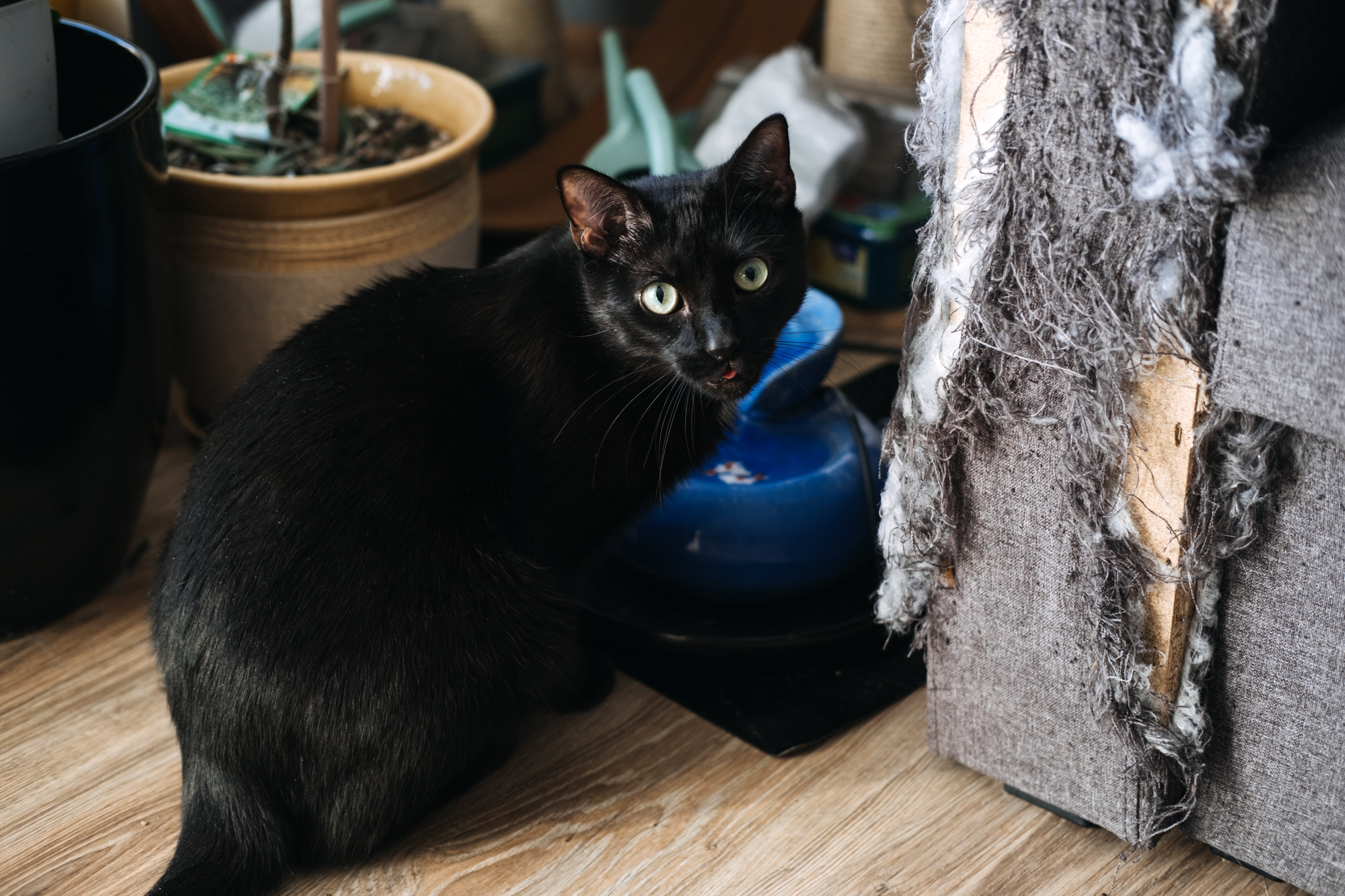 Black cat sitting beside a scratched arm chair.
