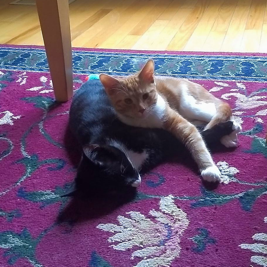 Two kittens, one orange and white and one black and white, laying on a floral rug