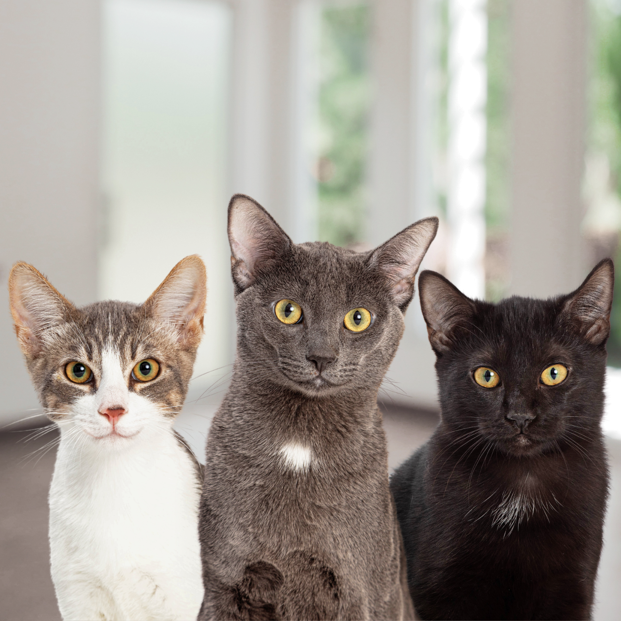 Three cats of different colors standing together with a blurred background
