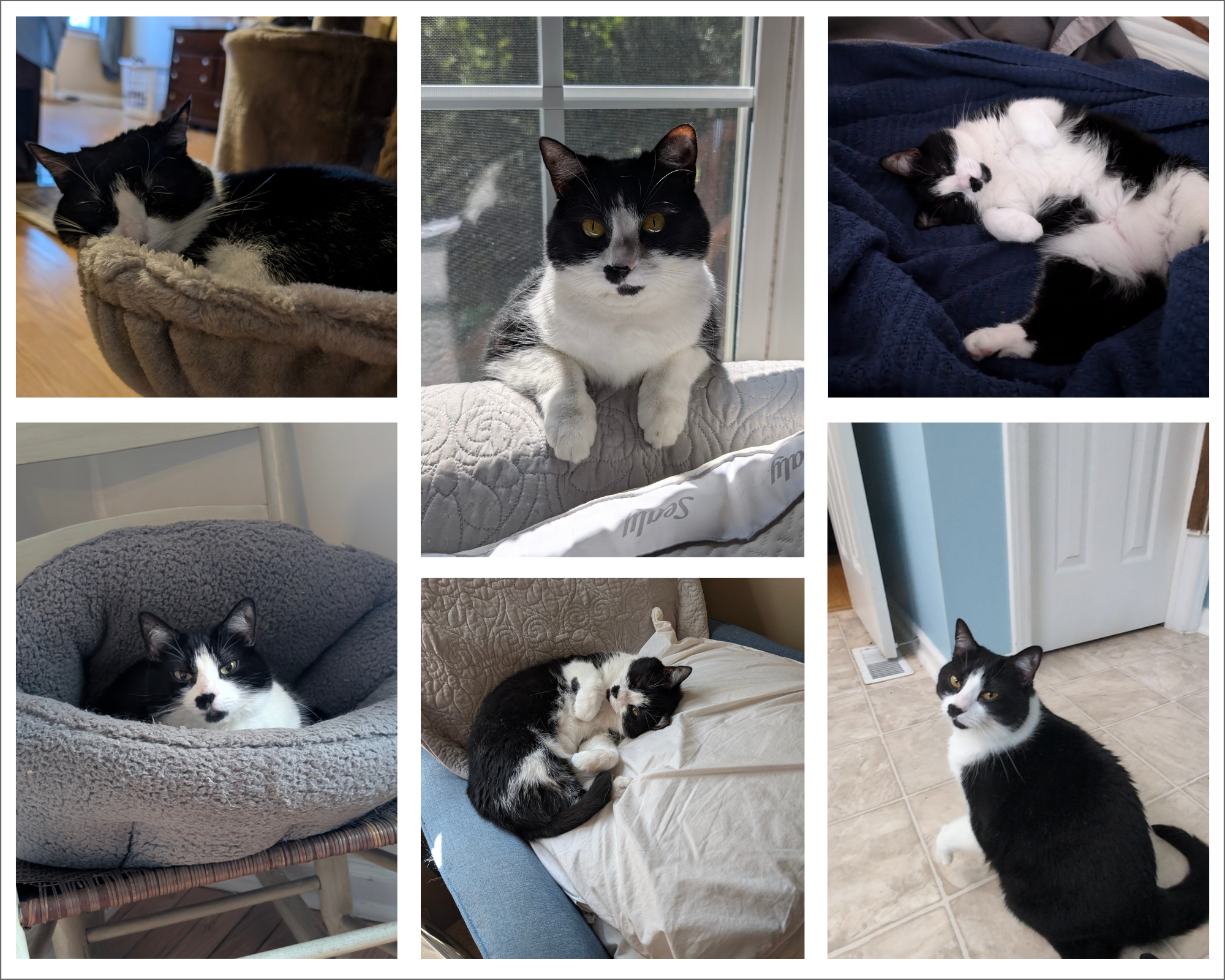 Collage of photos of a black and white cat