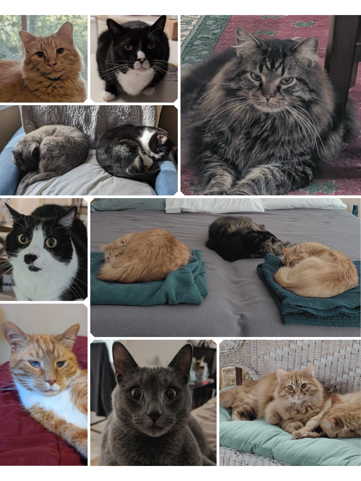Collage of various cats in different poses and settings