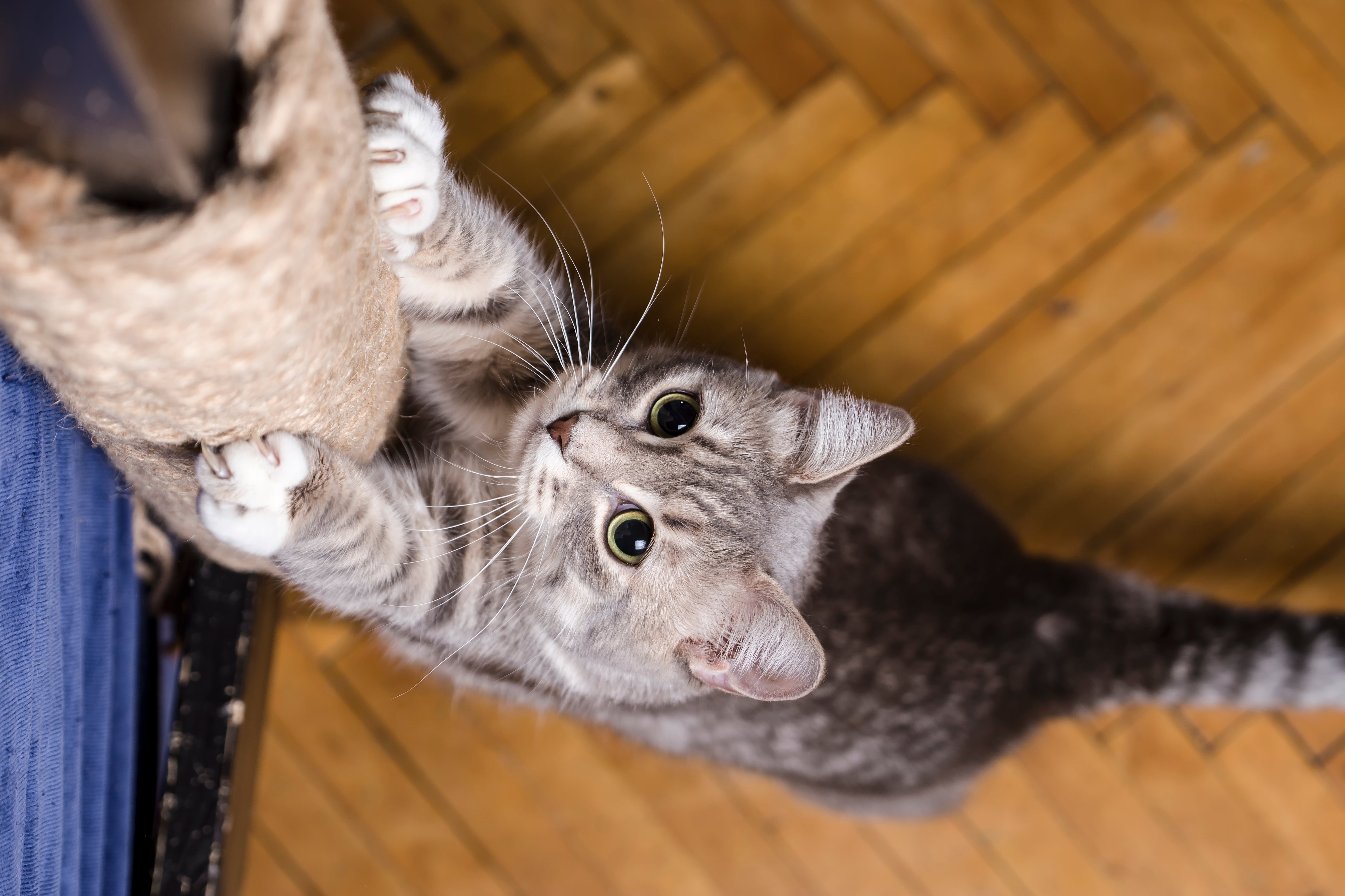 Top view of cat playing with a scratching post on a wooden floor