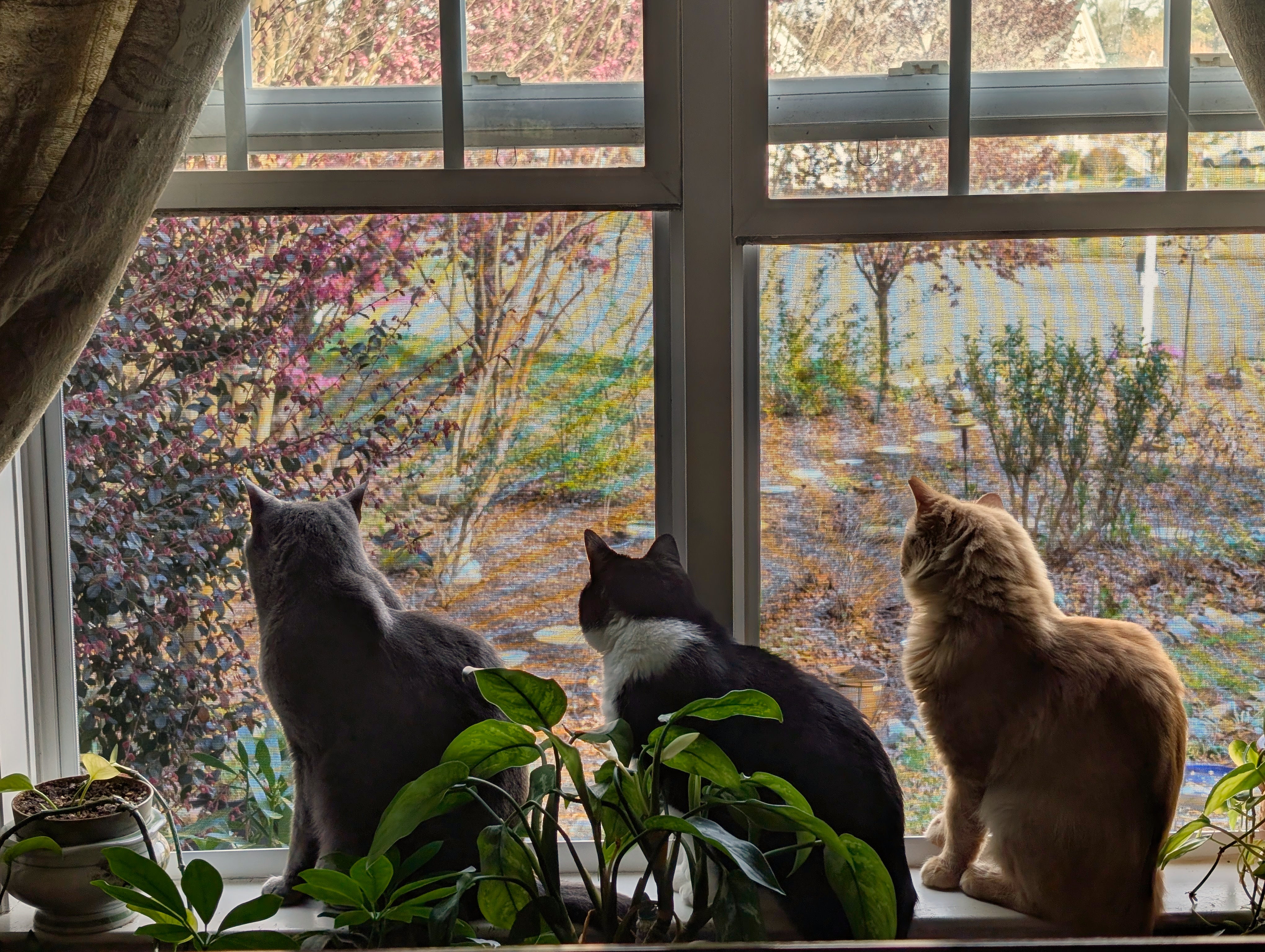 Three cats sitting by a window looking outside at a garden.