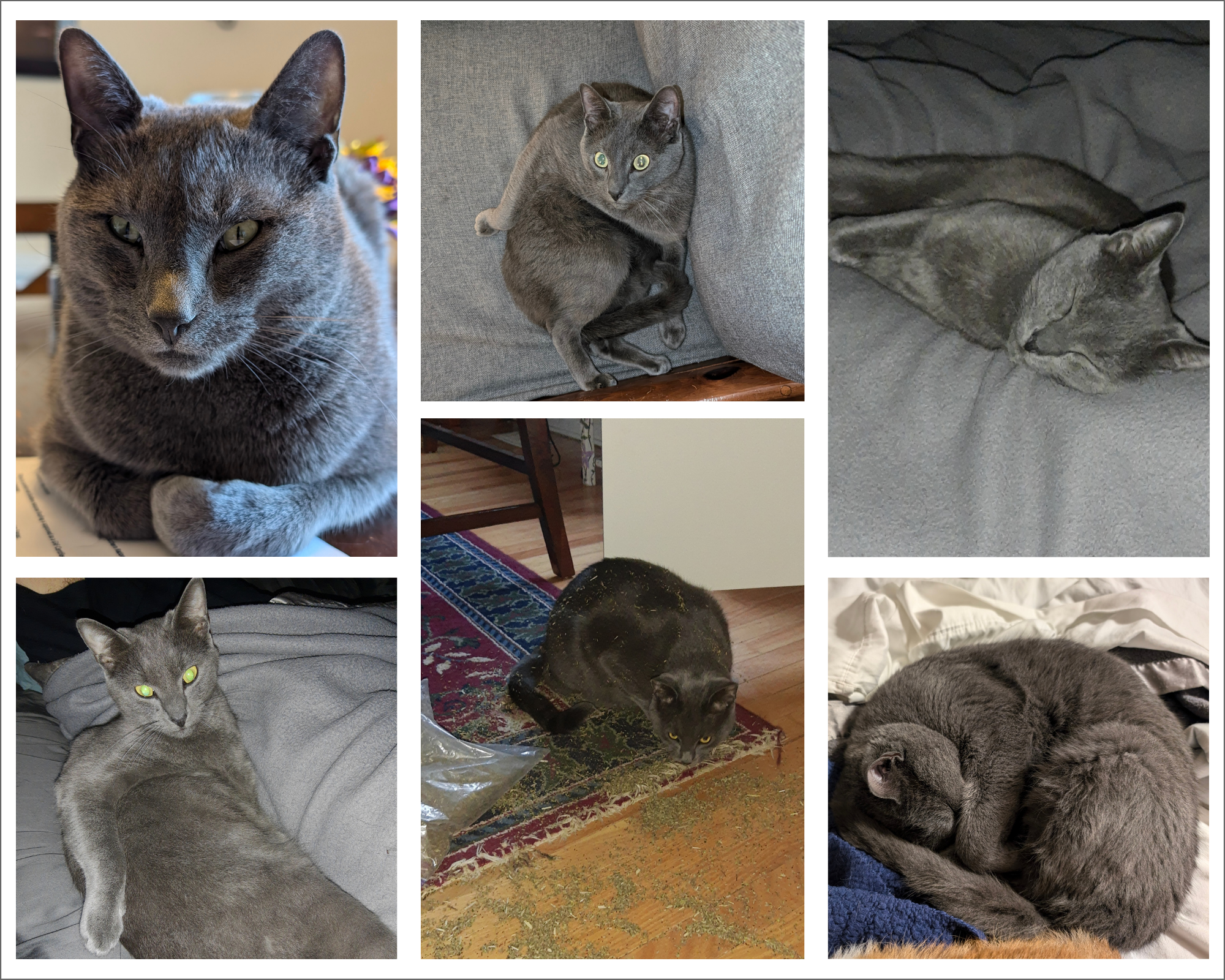 Collage of photos of a gray cat
