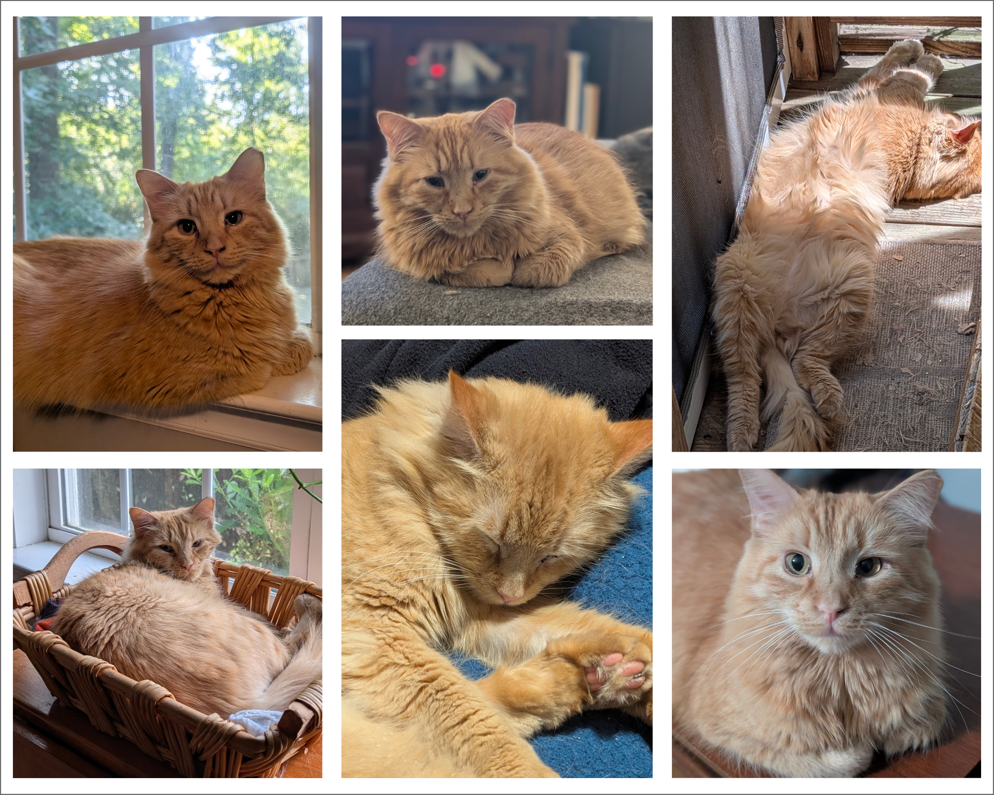 Collage of photos of an orange cat.