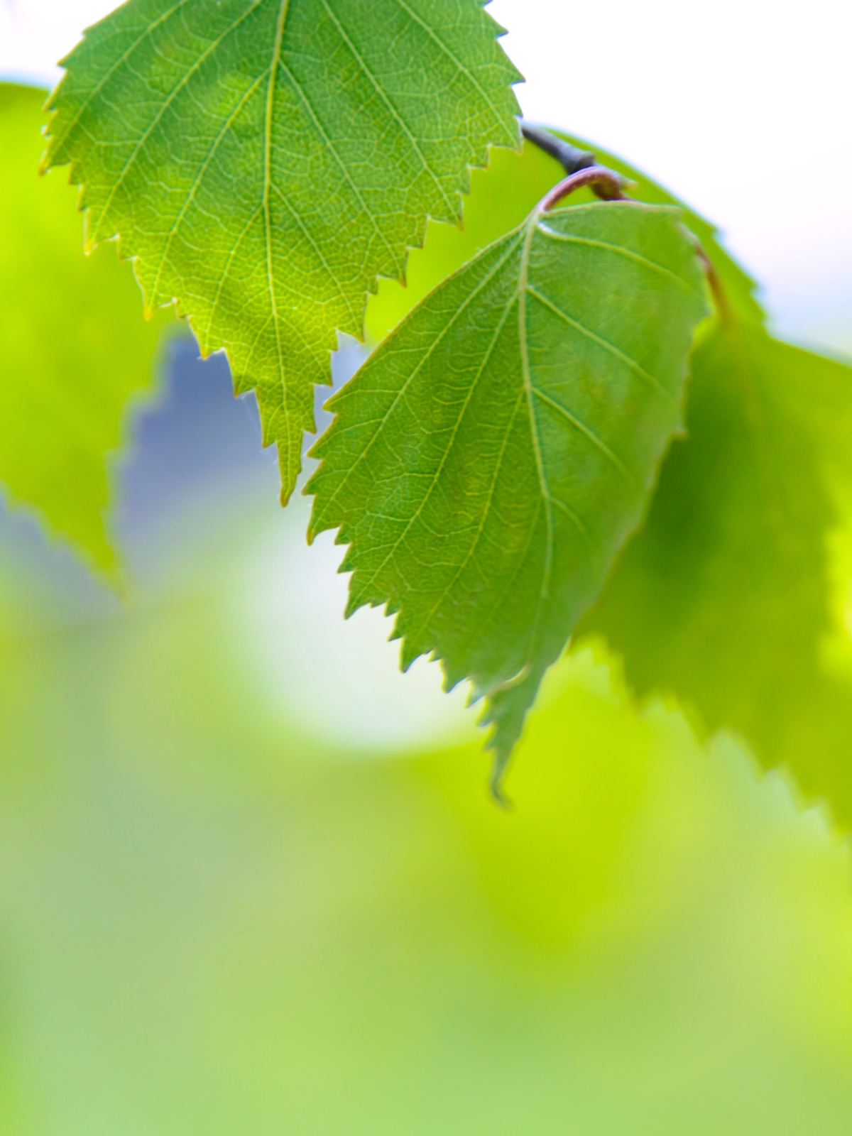 Close up of green tree leaves