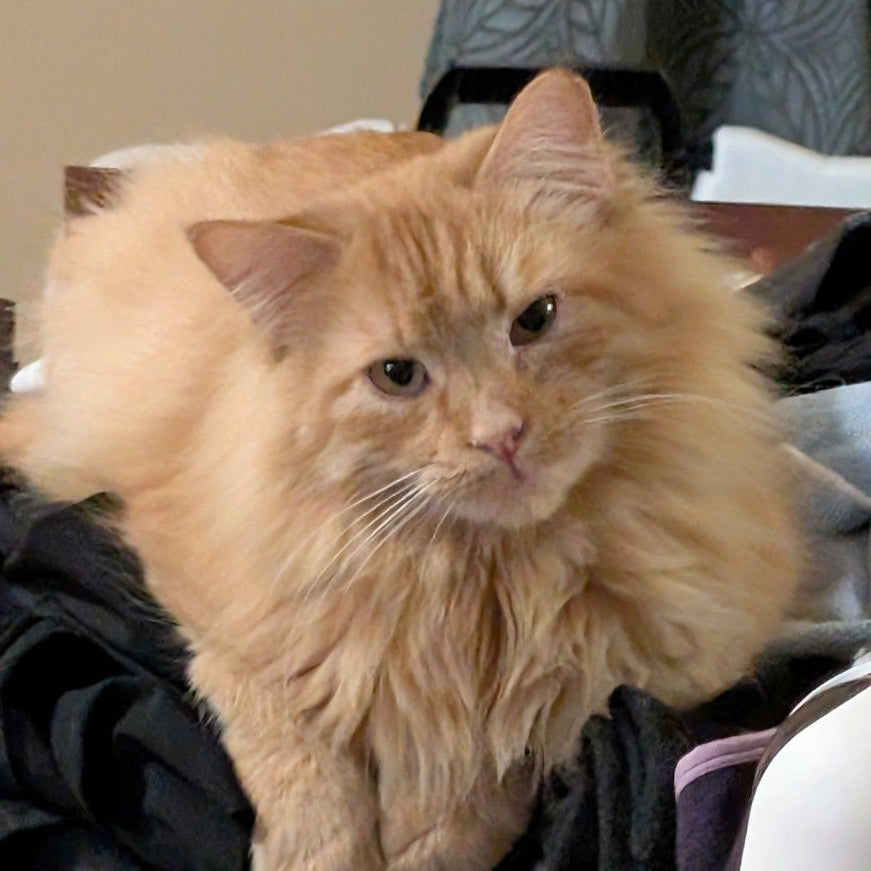 Close up of long haired orange cat.