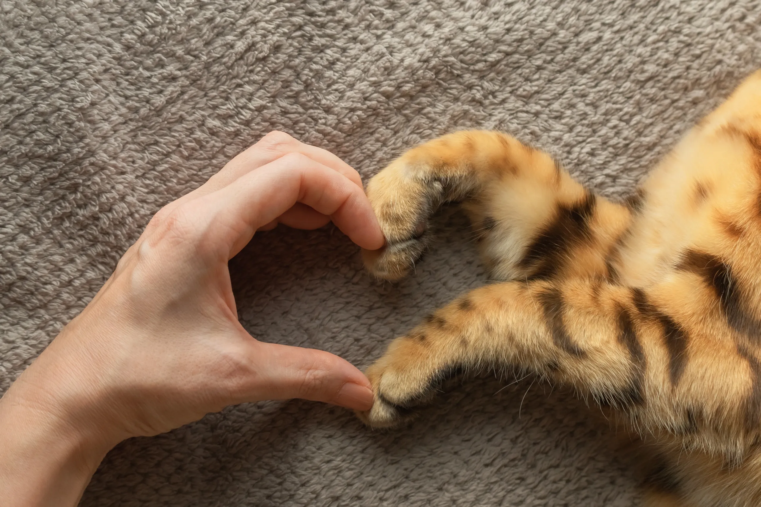 Hand and cat paw forming a heart shape on a textured surface