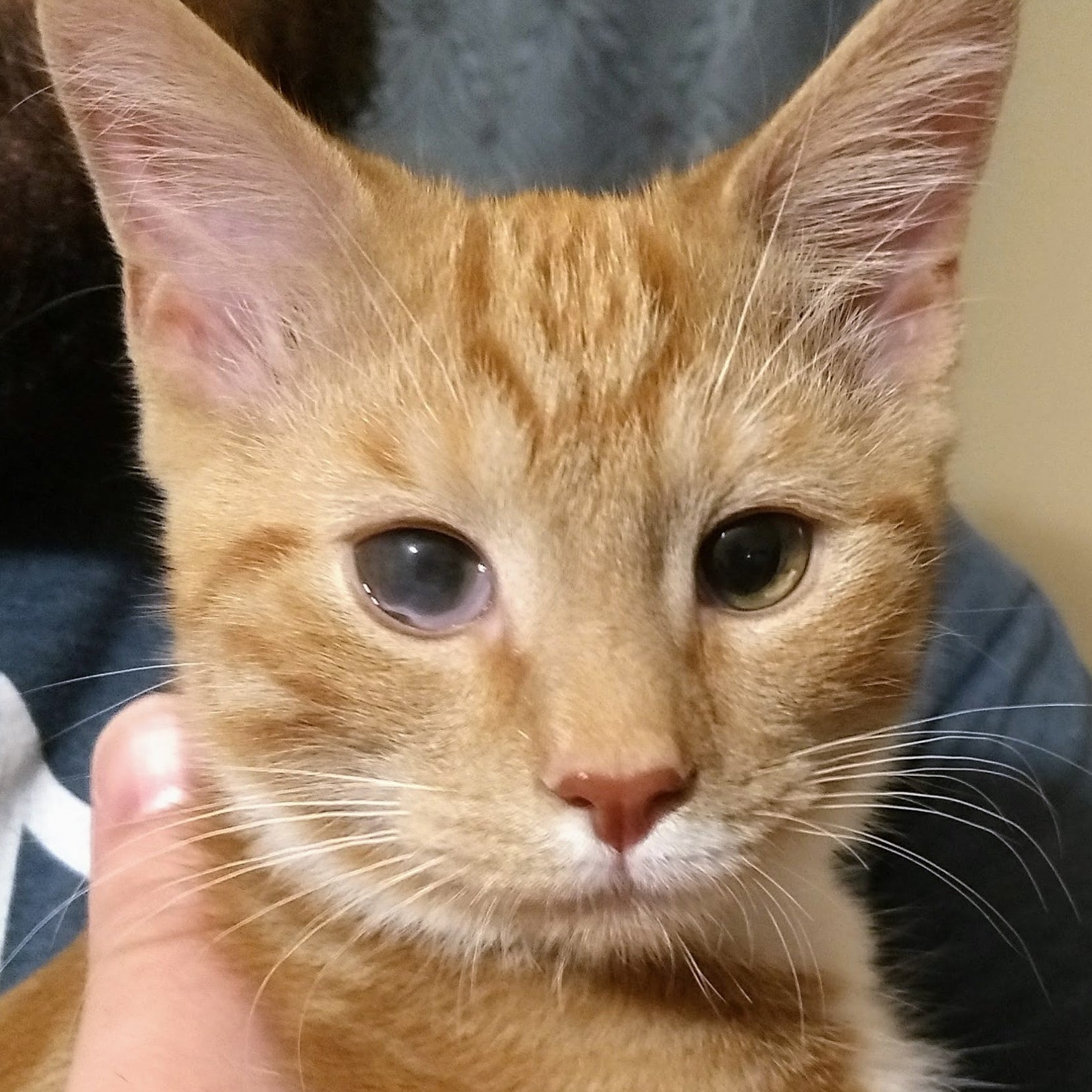 Close up of an orange tabby kitten with a milky eye being held by a person 