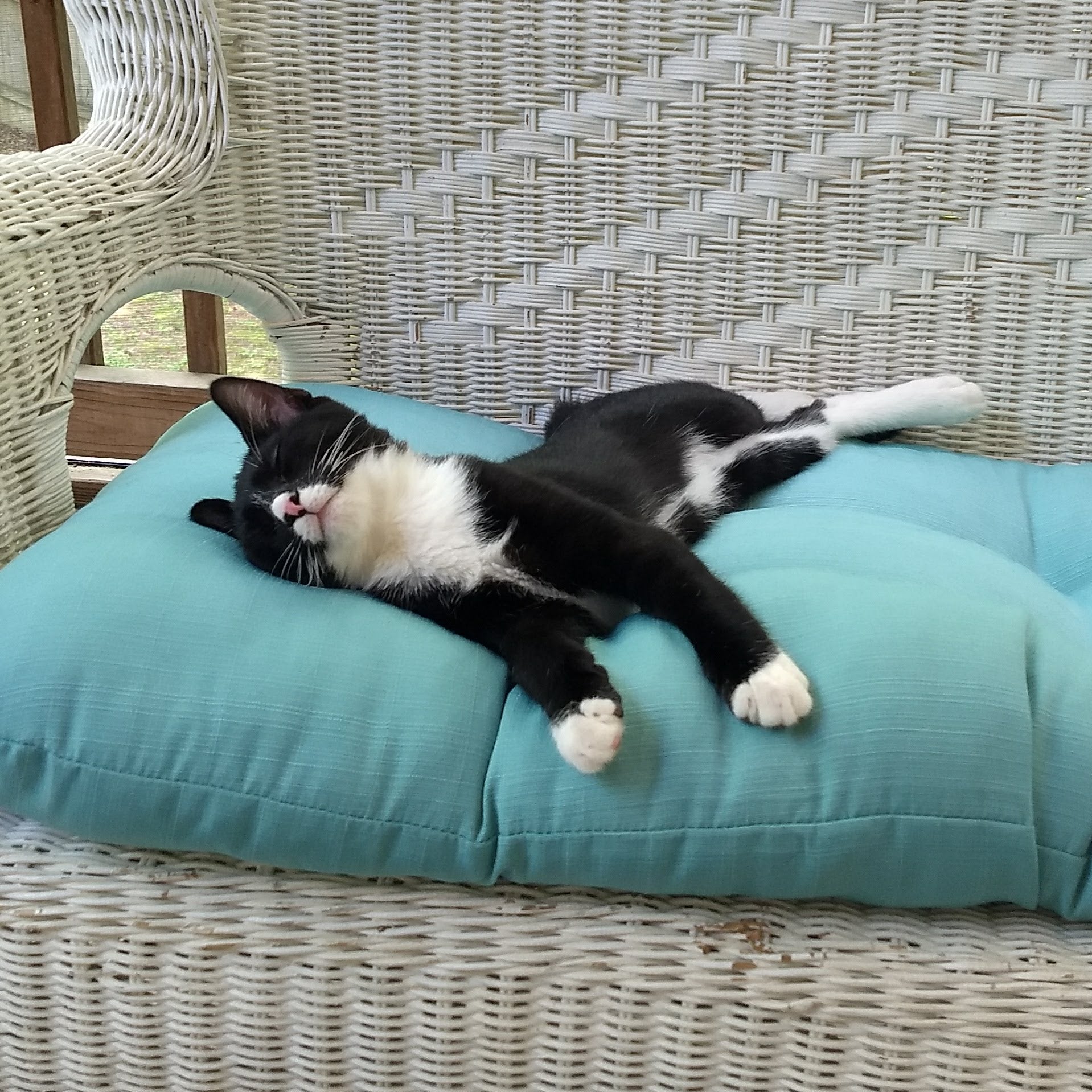 Black and white kitten lying outstretched on a blue cushion on a wicker chair outdoors