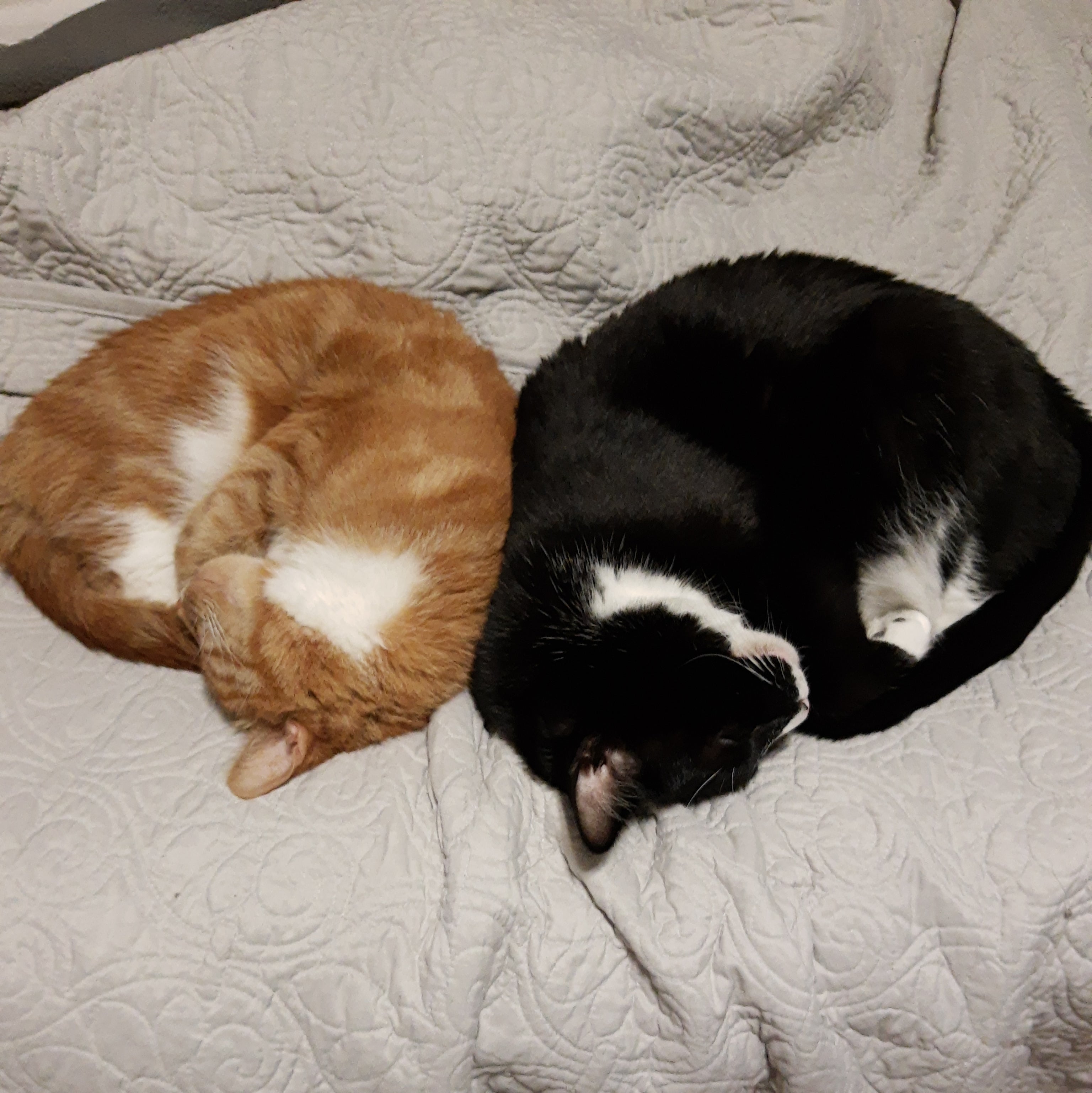 An orange cat and a black cat sleeping back to back on a gray blanket.