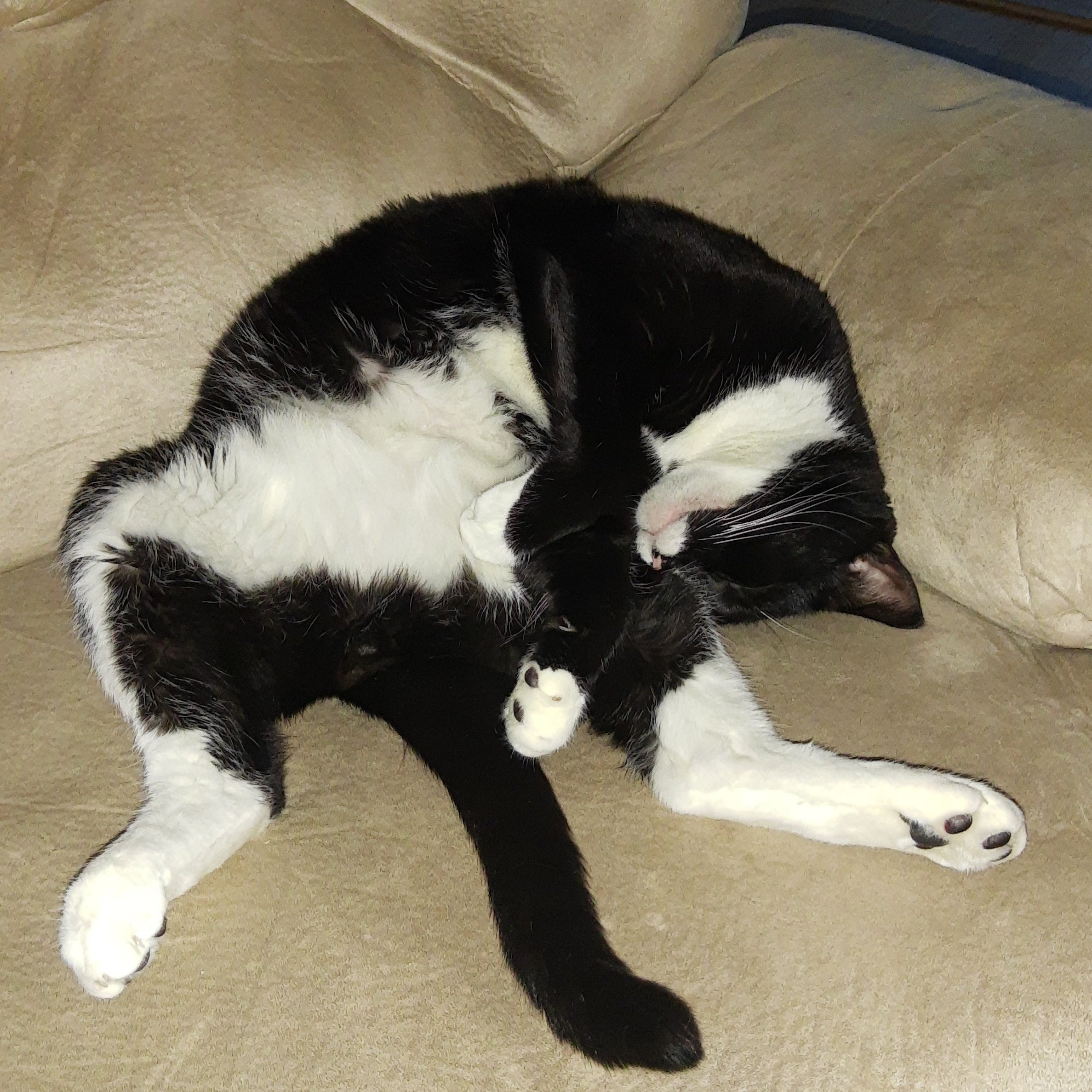 Black and white cat lying oddly on a beige couch