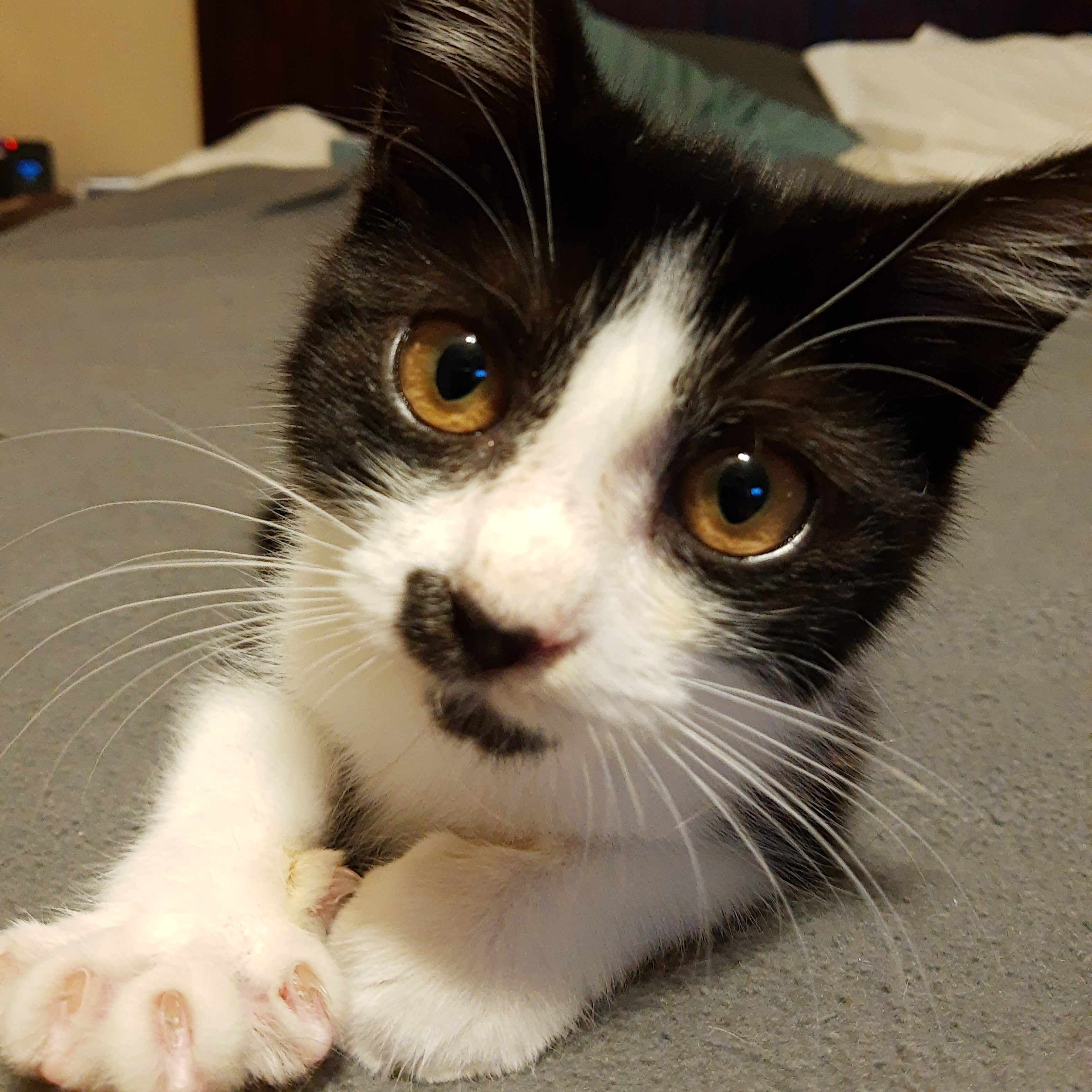 Close up of a black and white kitten with its paw stretched toward the camera