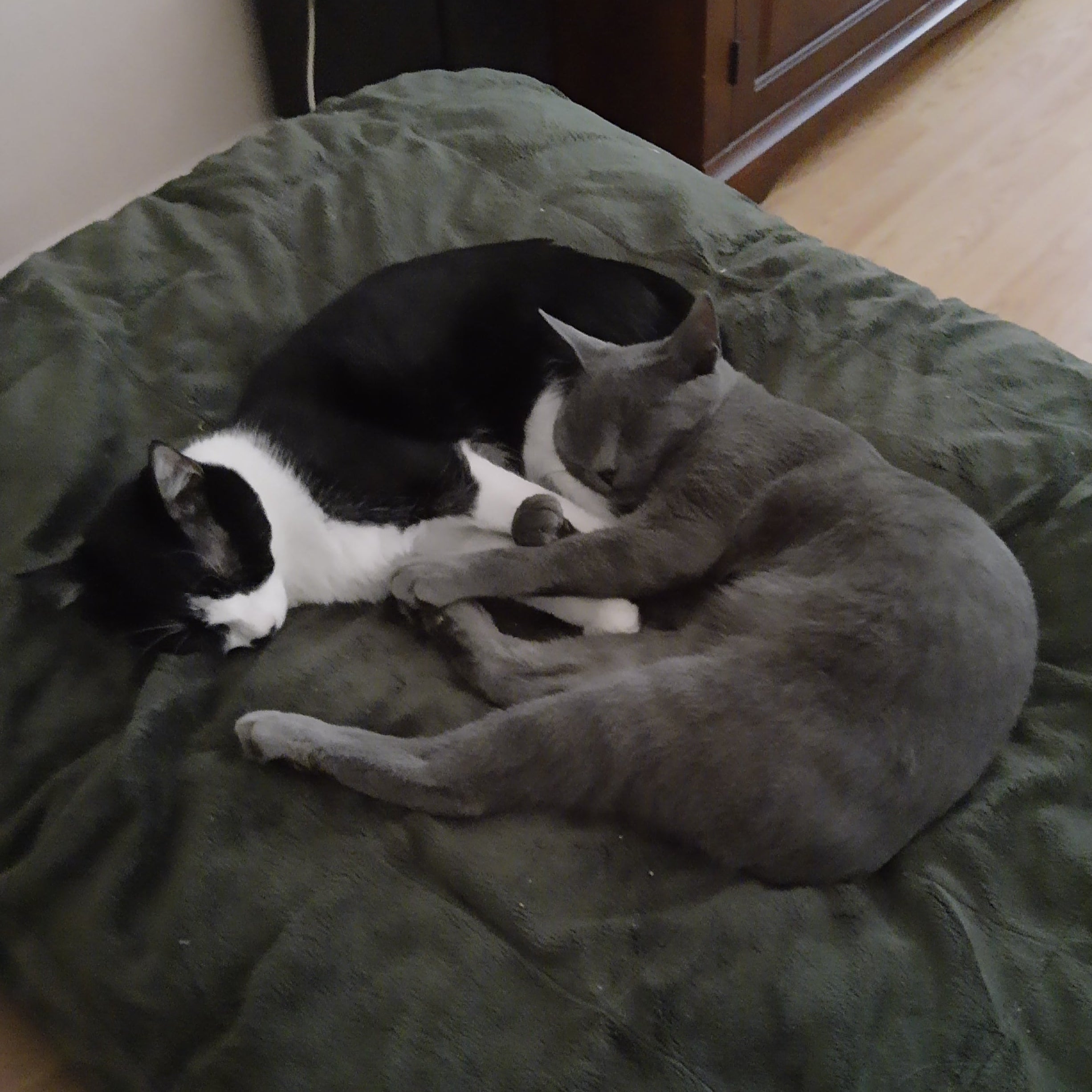 Two cats, one gray and one black and white, on a green cushion in a room.