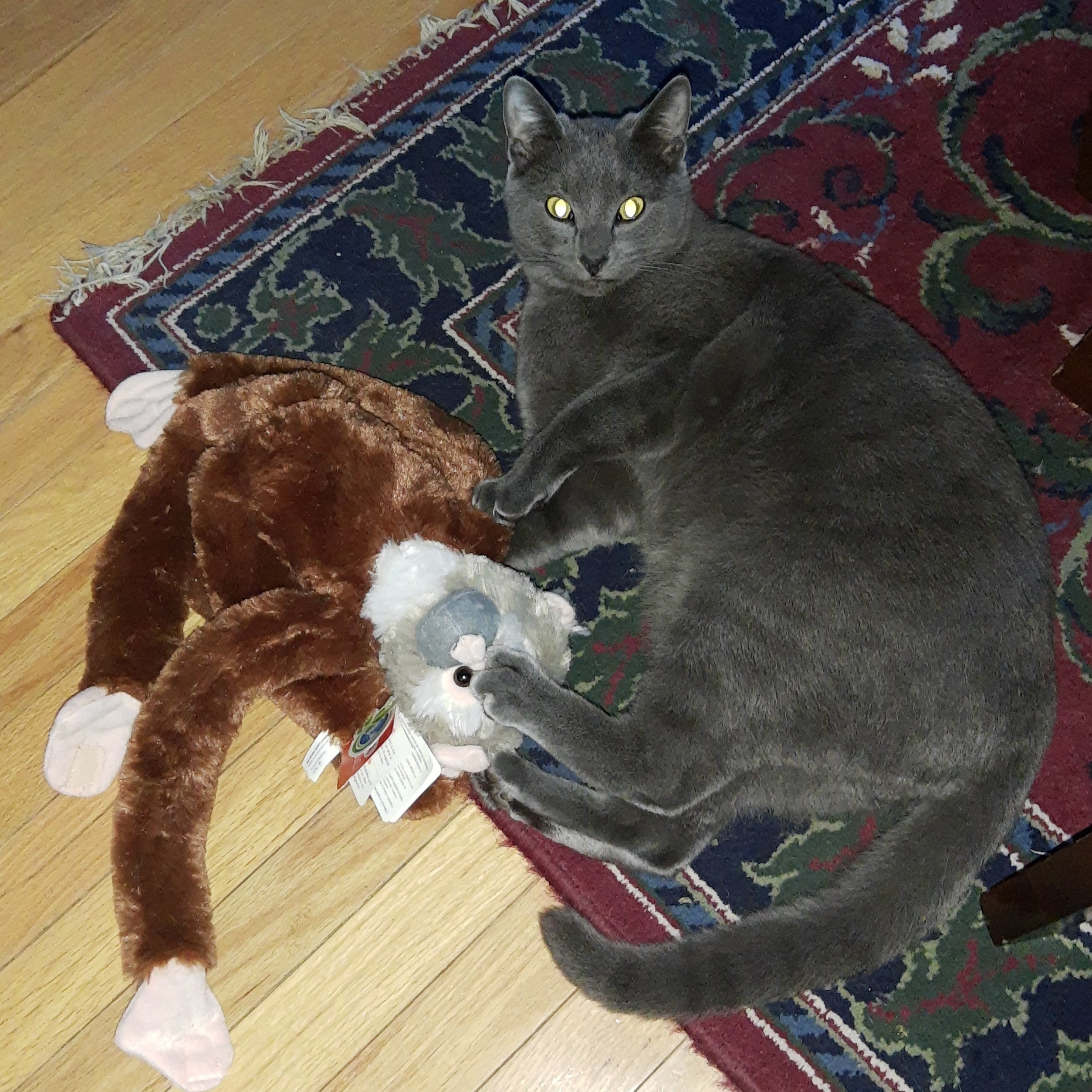 Gray cat playing with a plush toy on a rug