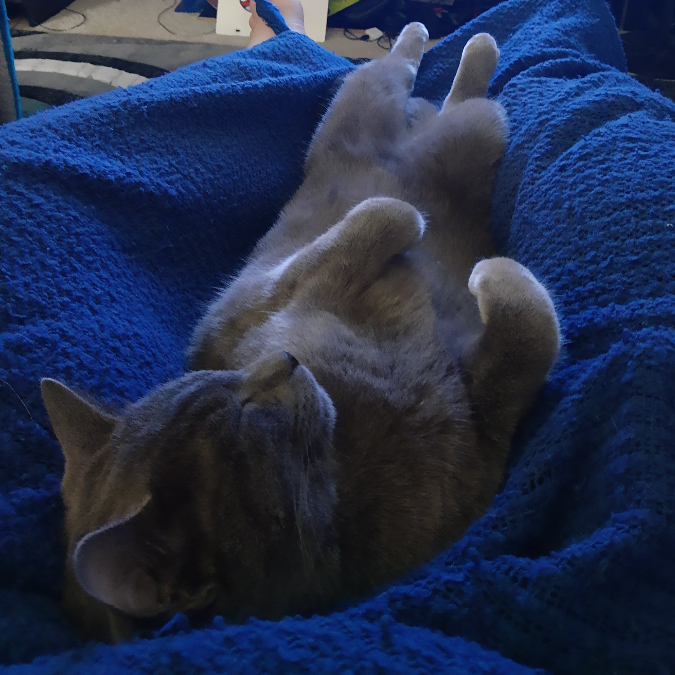 Cat lying on its back on a blue blanket