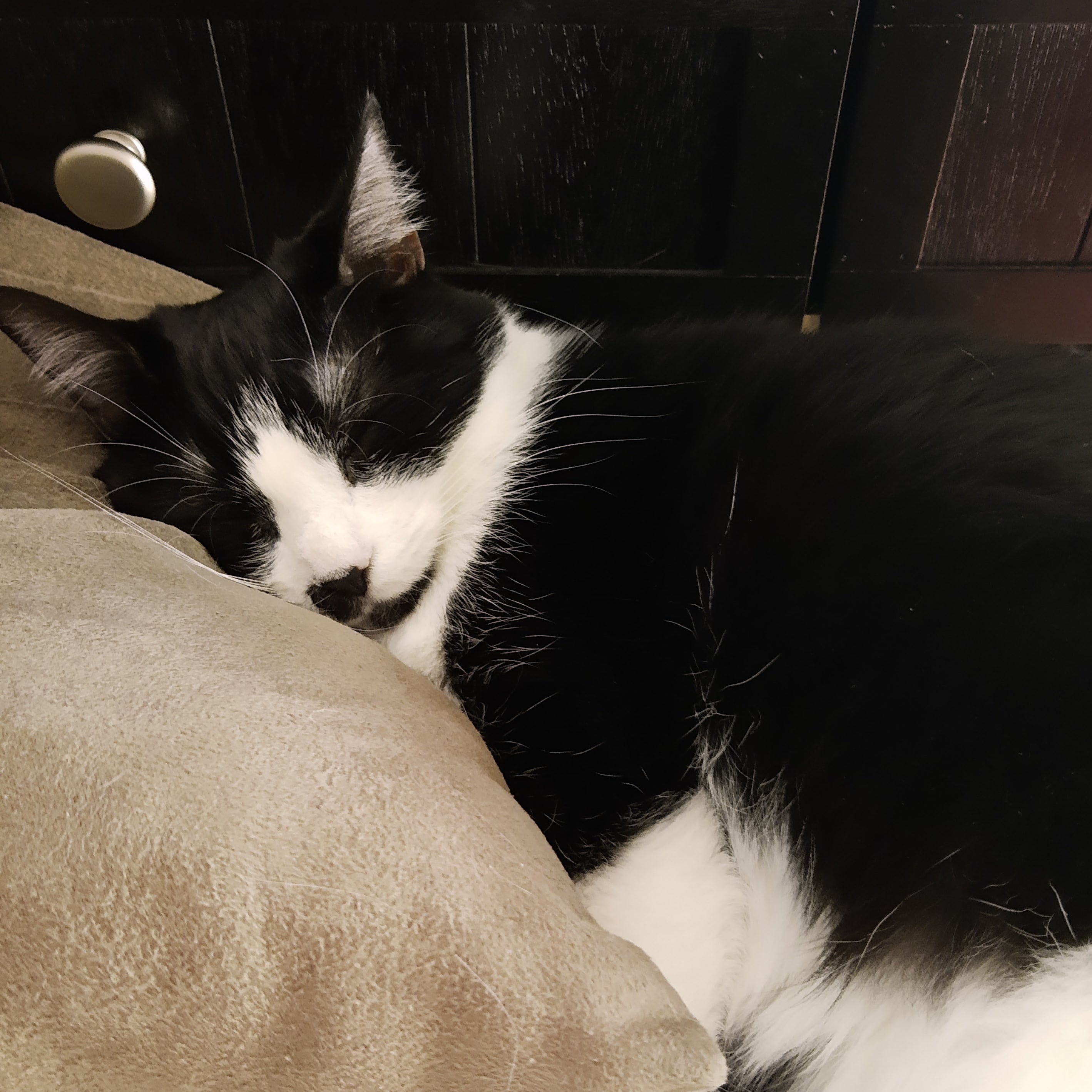 Black and white cat sleeping with its head on a beige pillow