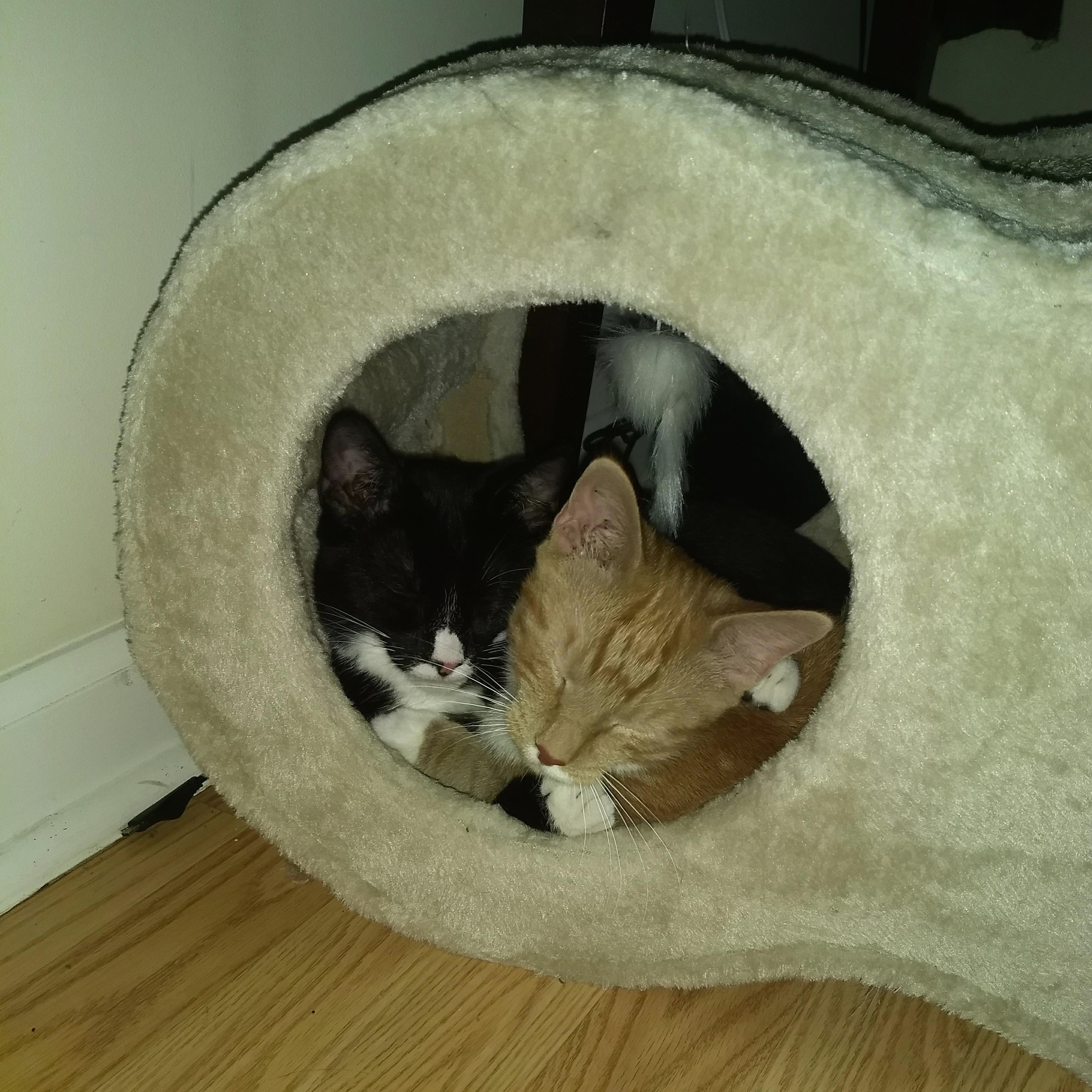 Two kittens inside a cat house 