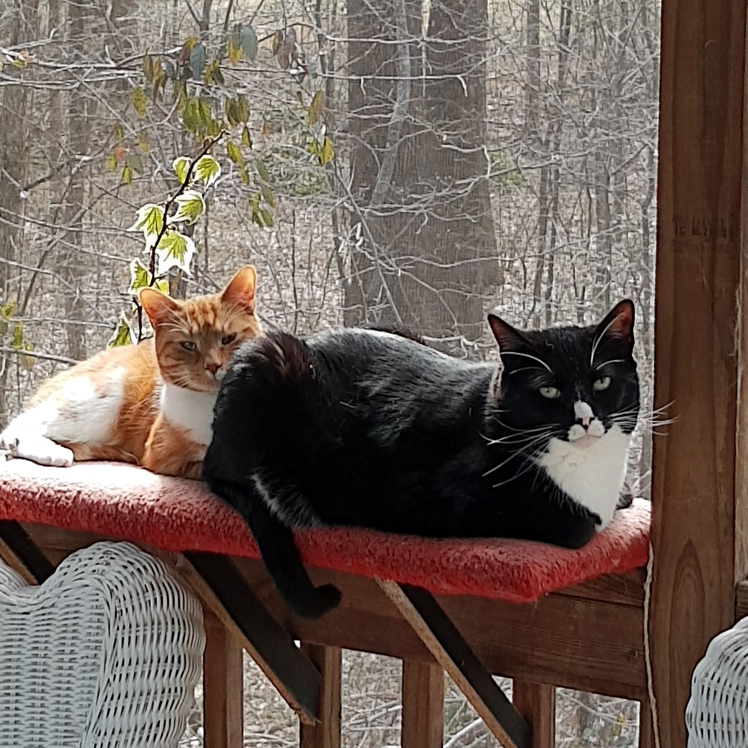 Two cats, one orange and white, and one black and white, sitting on a red cushion with a bright winter outdoor background.