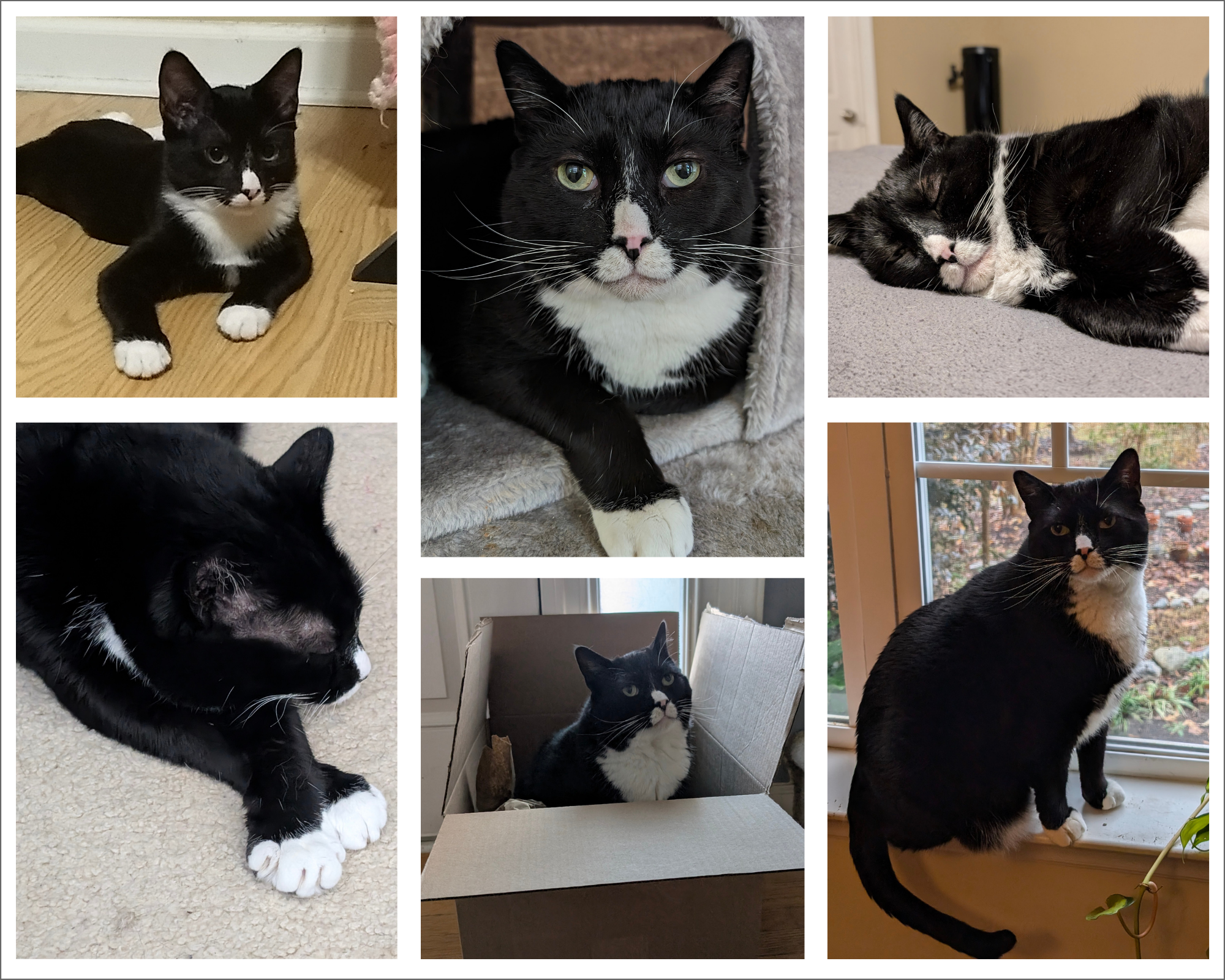 Collage of photos of a black and white cat