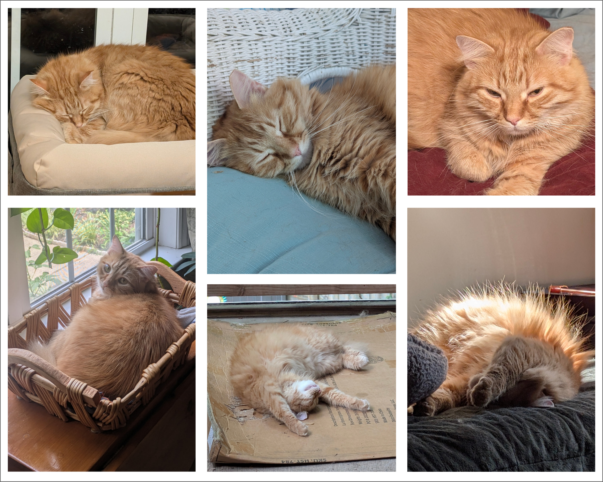 Collage of photos of an orange cat.
