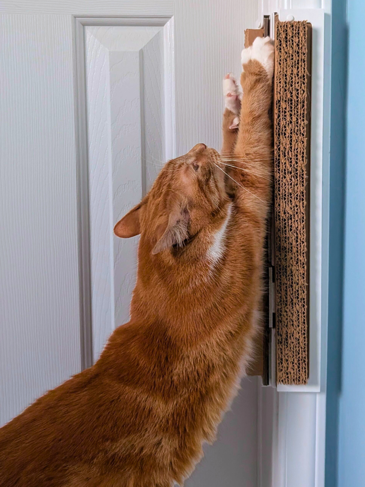 Cat using a Jack's Scratcher installed on a white door frame.  