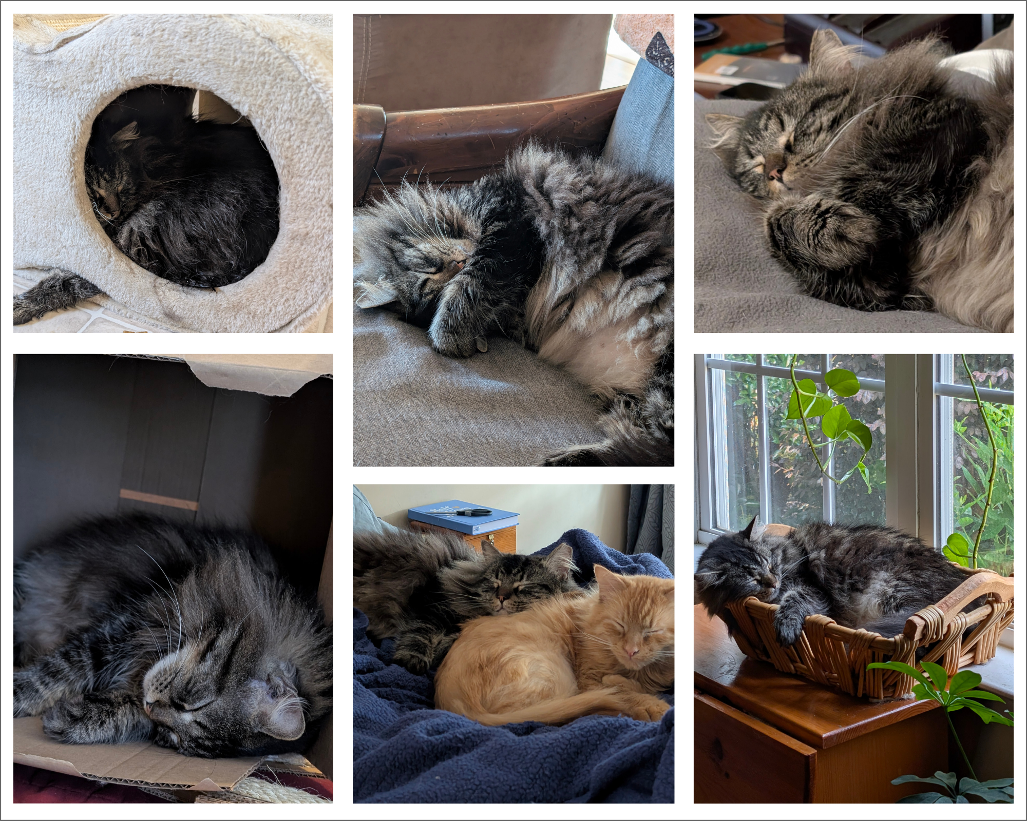 Collage of photos of a long haired tabby cat.