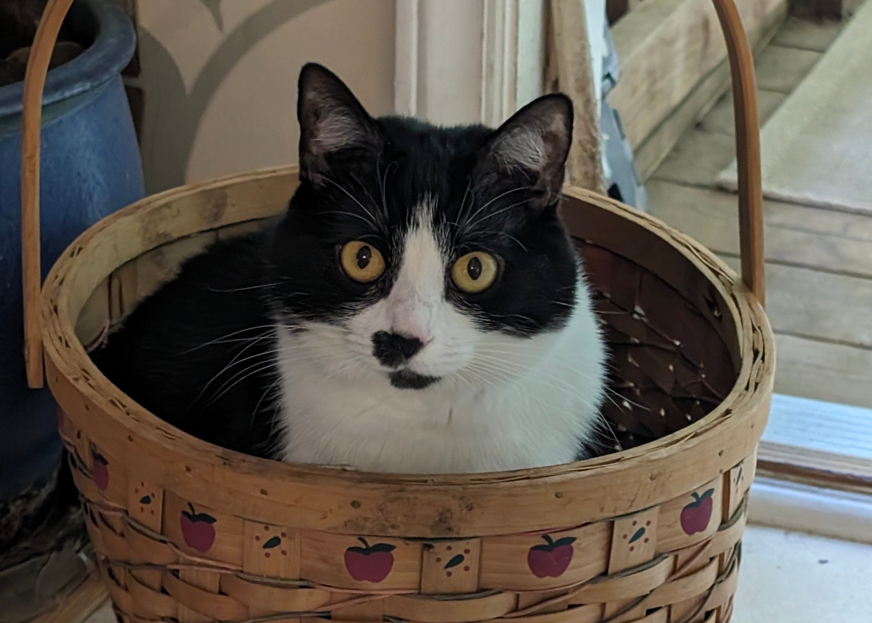 Black and white cat sitting inside a woven basket with apples painted on it