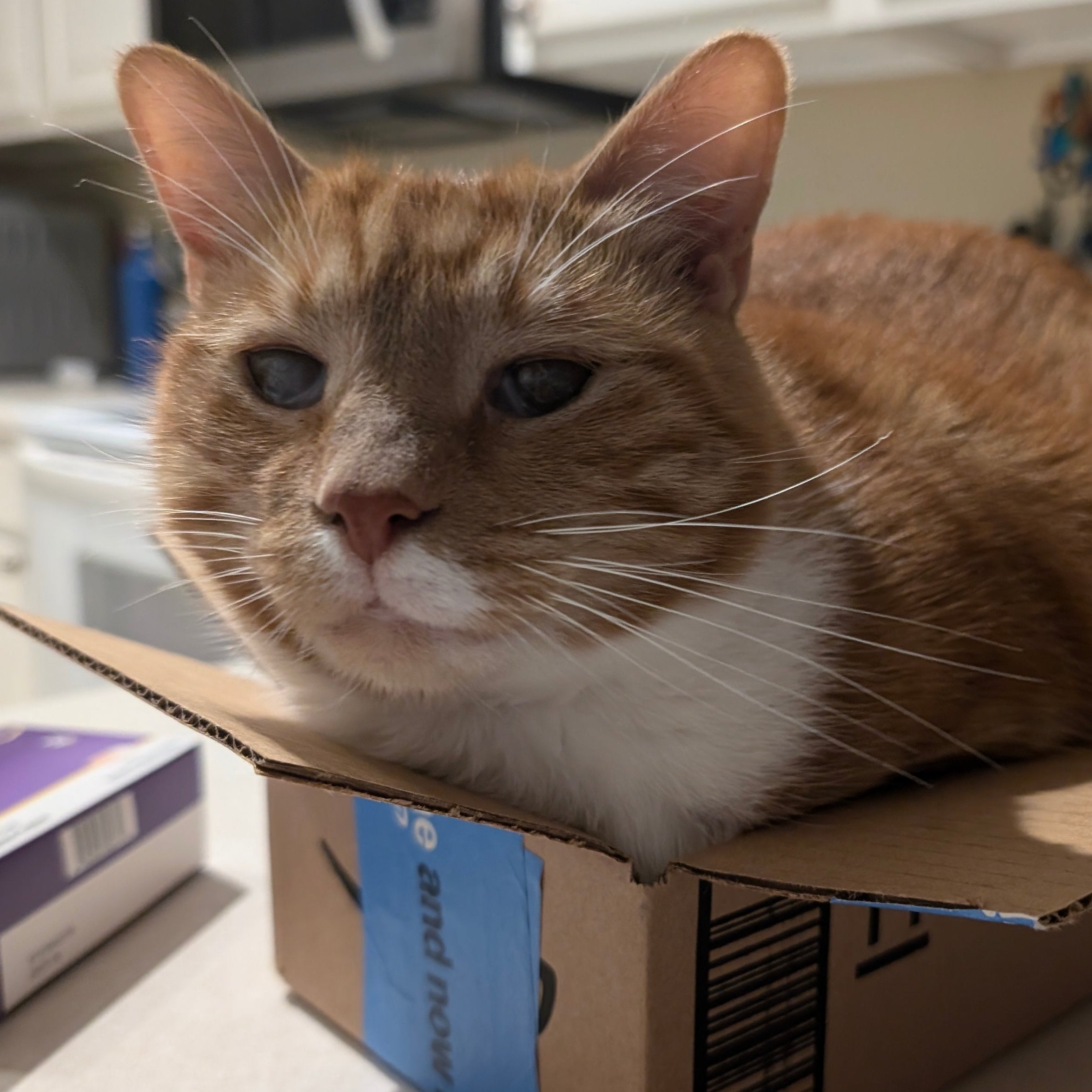 Orange cat sitting inside a cardboard box 
