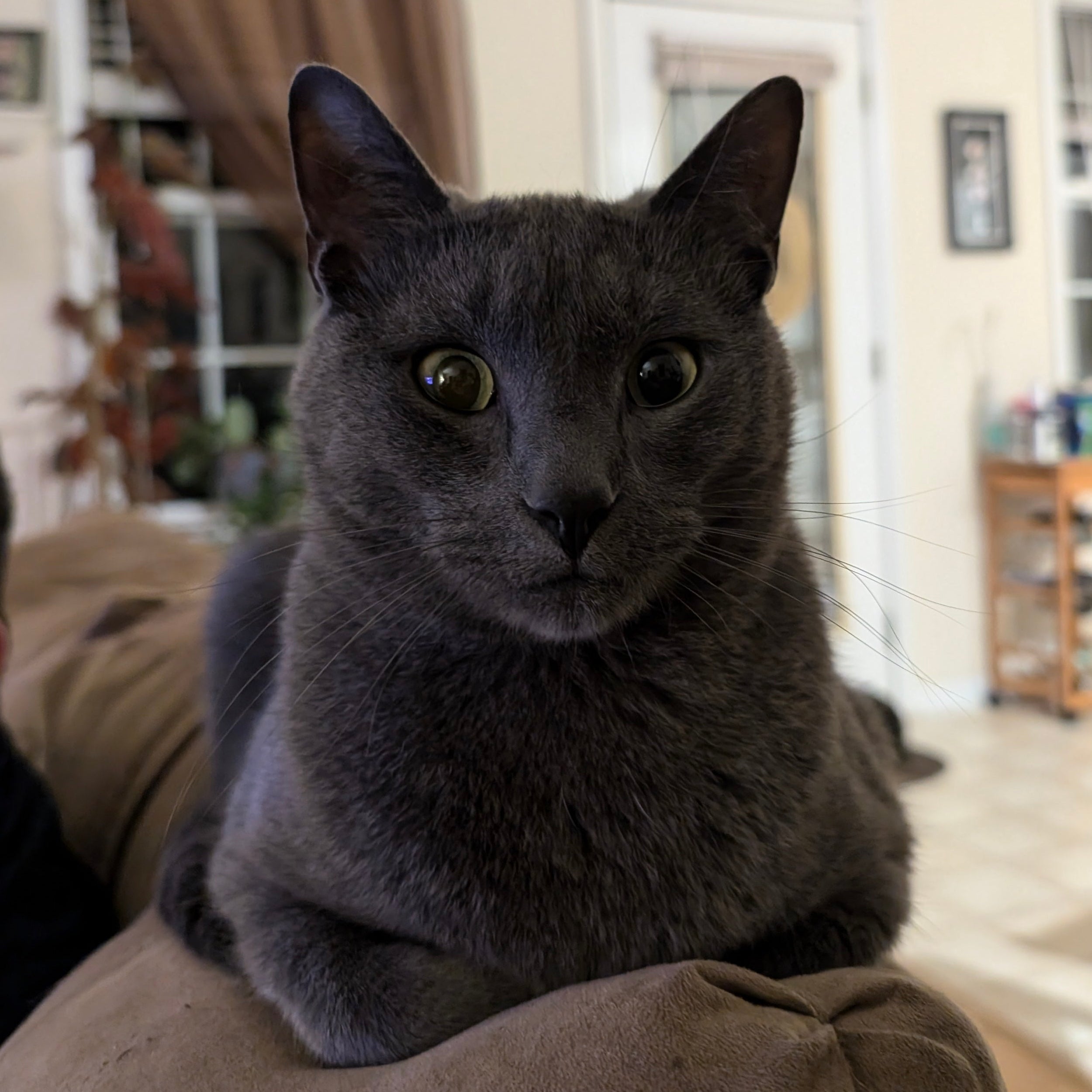 Gray cat sitting on a brown armchair in a living room.