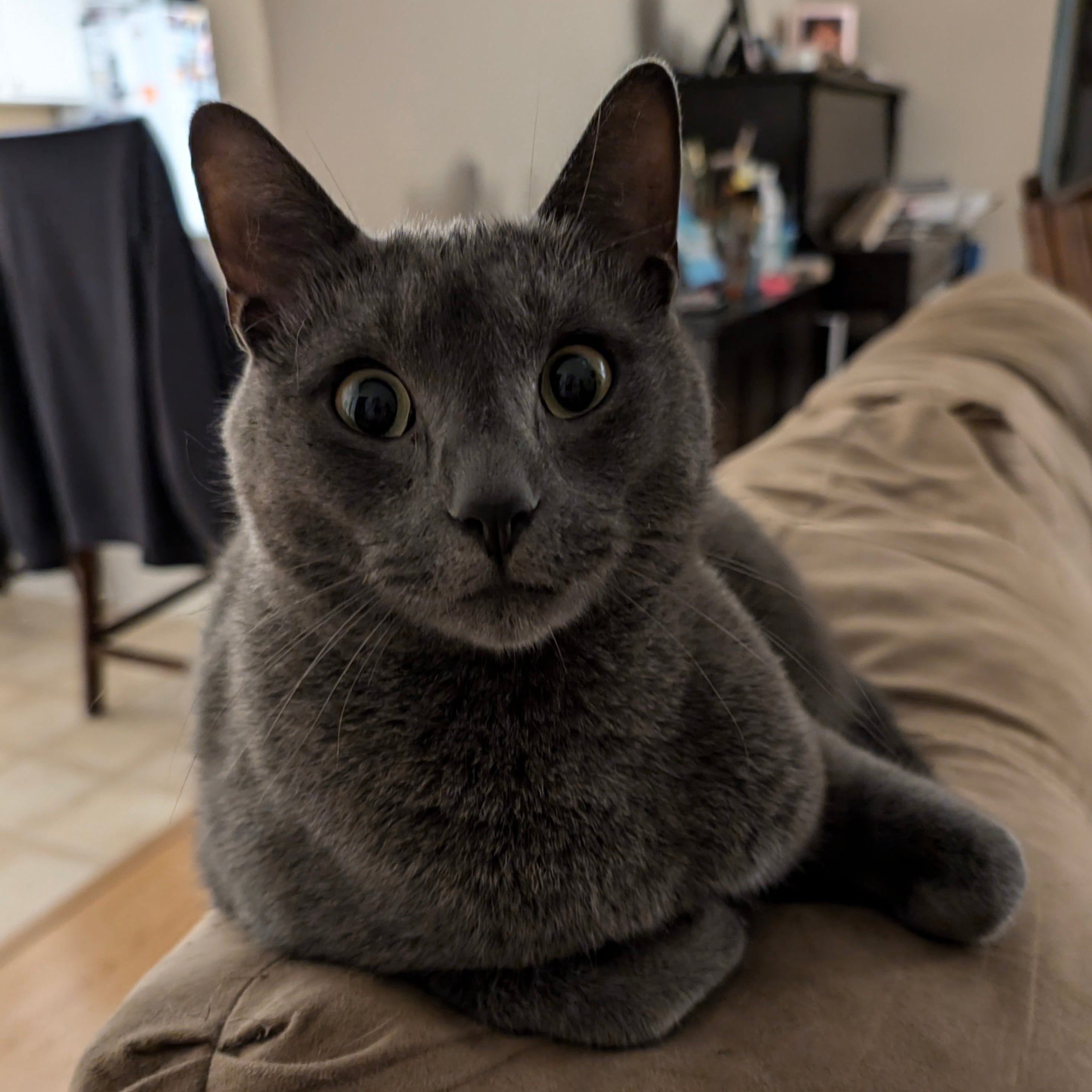 Gray cat sitting on a couch in a home setting
