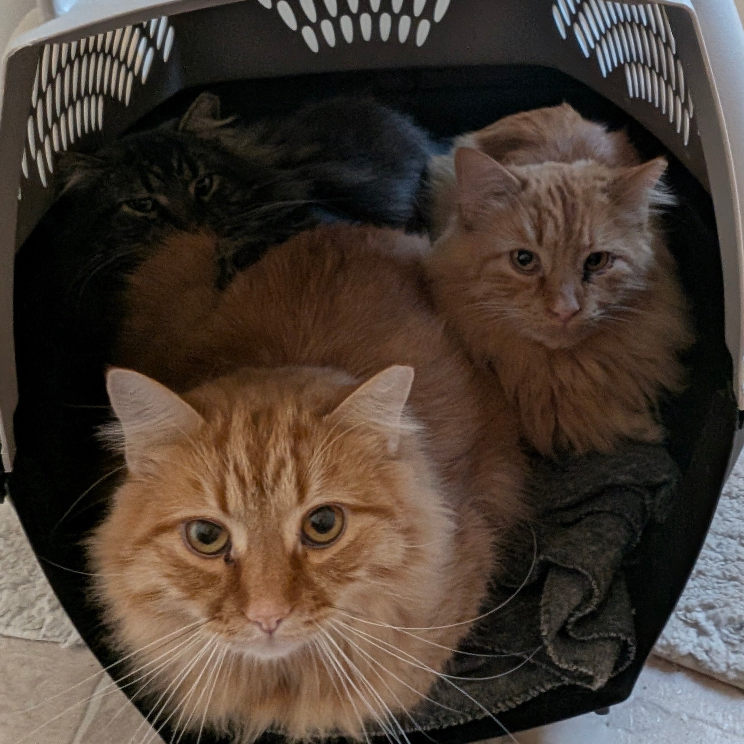 Three cats inside a cat carrier.
