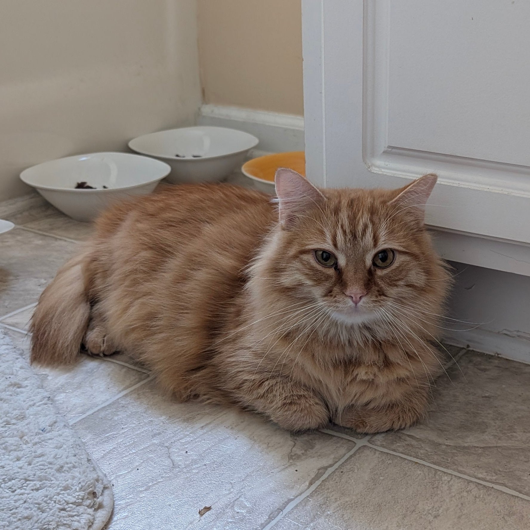 Cat sitting on a tiled floor next to food bowls in a kitchen.