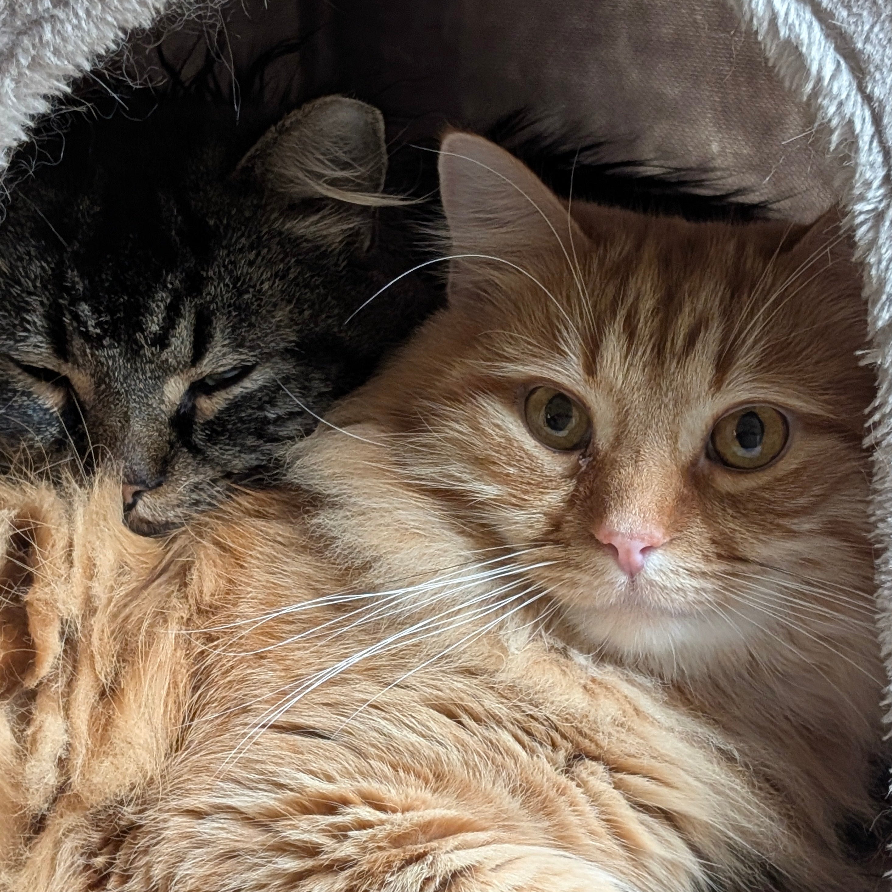 Two cats, one orange and one tabby, lying together inside a cat house.