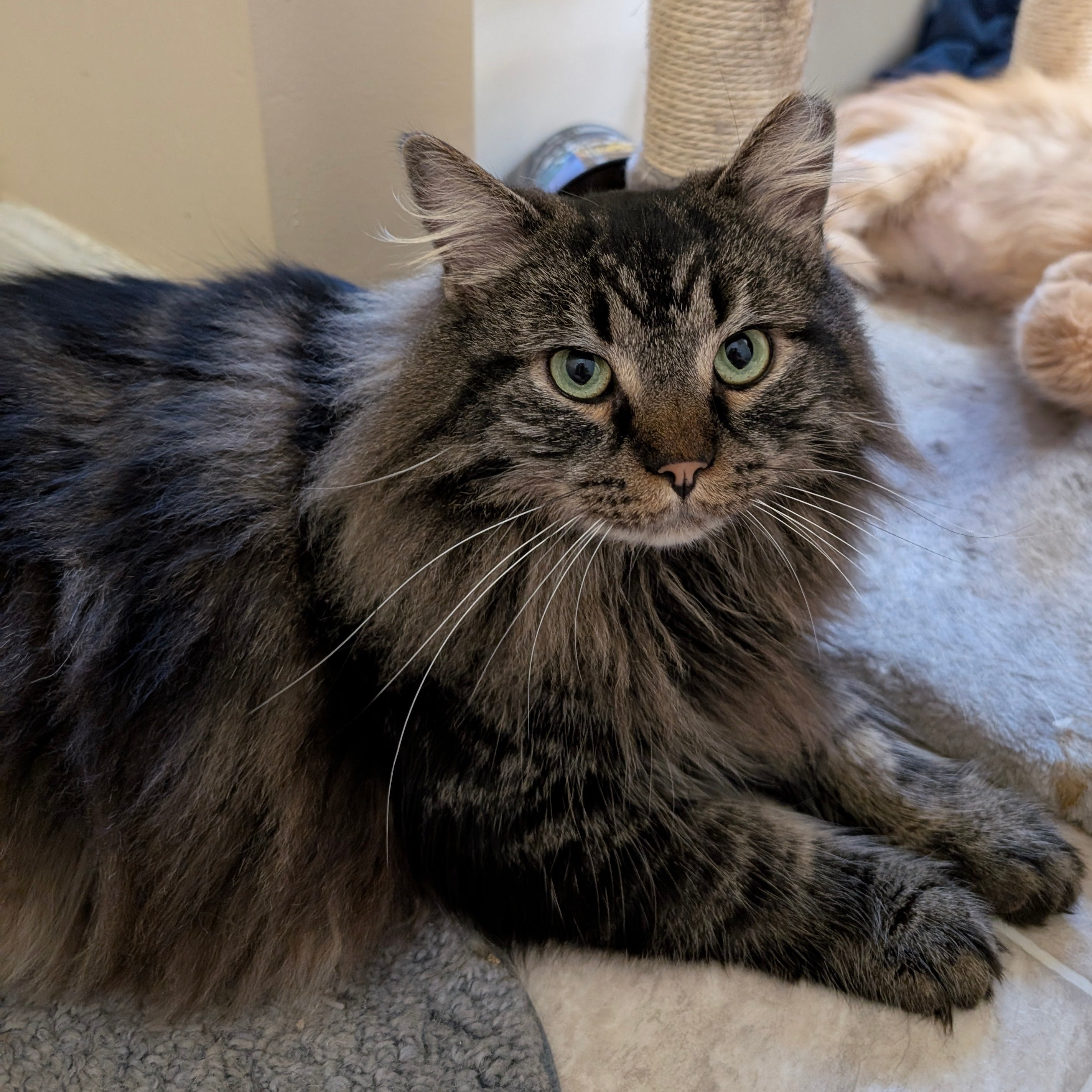 Long haired tabby cat laying in front of scratching post.