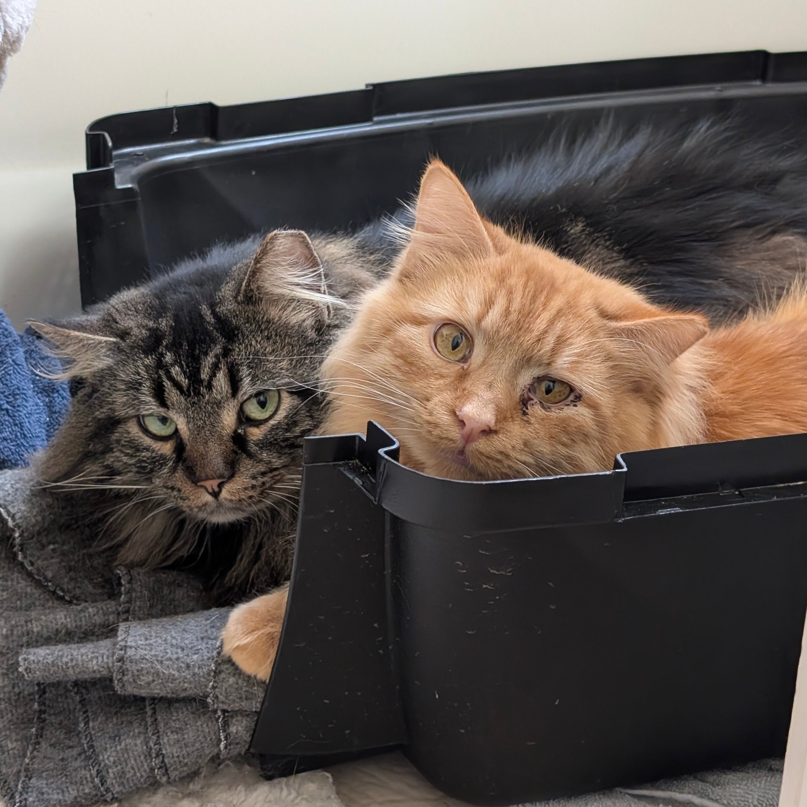 Two cats, one gray and one orange, peeking out from a black pet carrier.