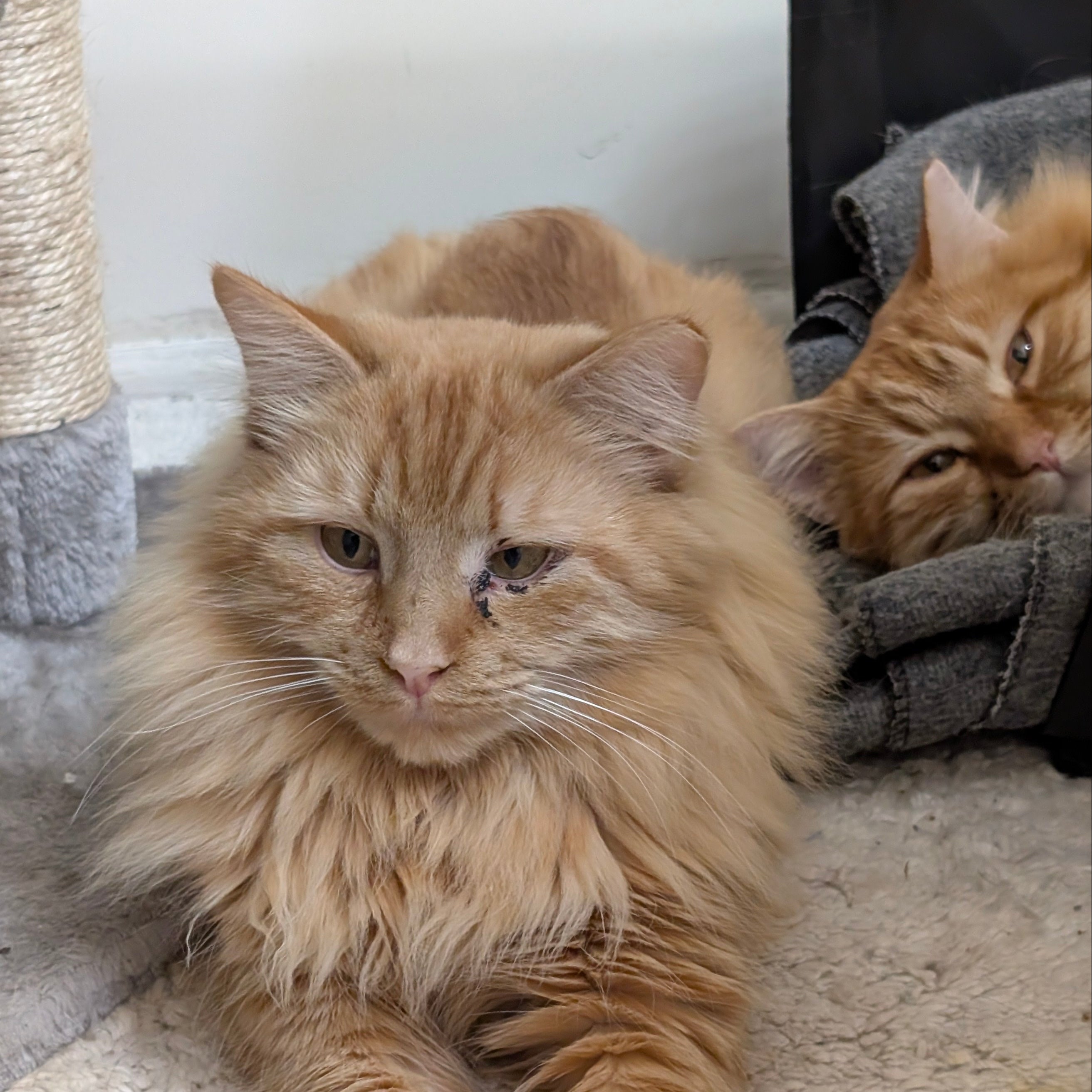 Two orange cats lying on a carpeted floor with a scratching post in the background.