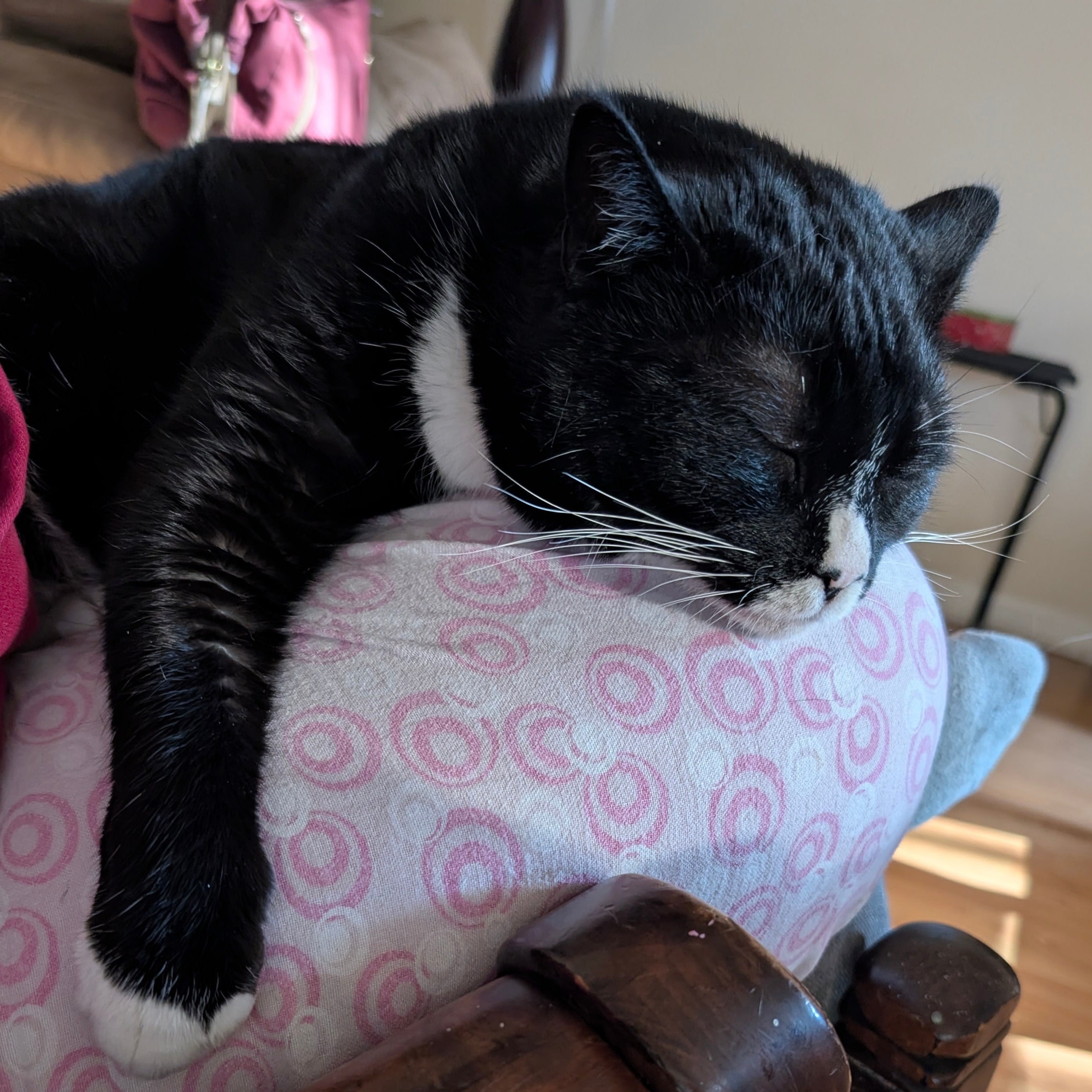 Black and white cat sleeping on a patterned surface.