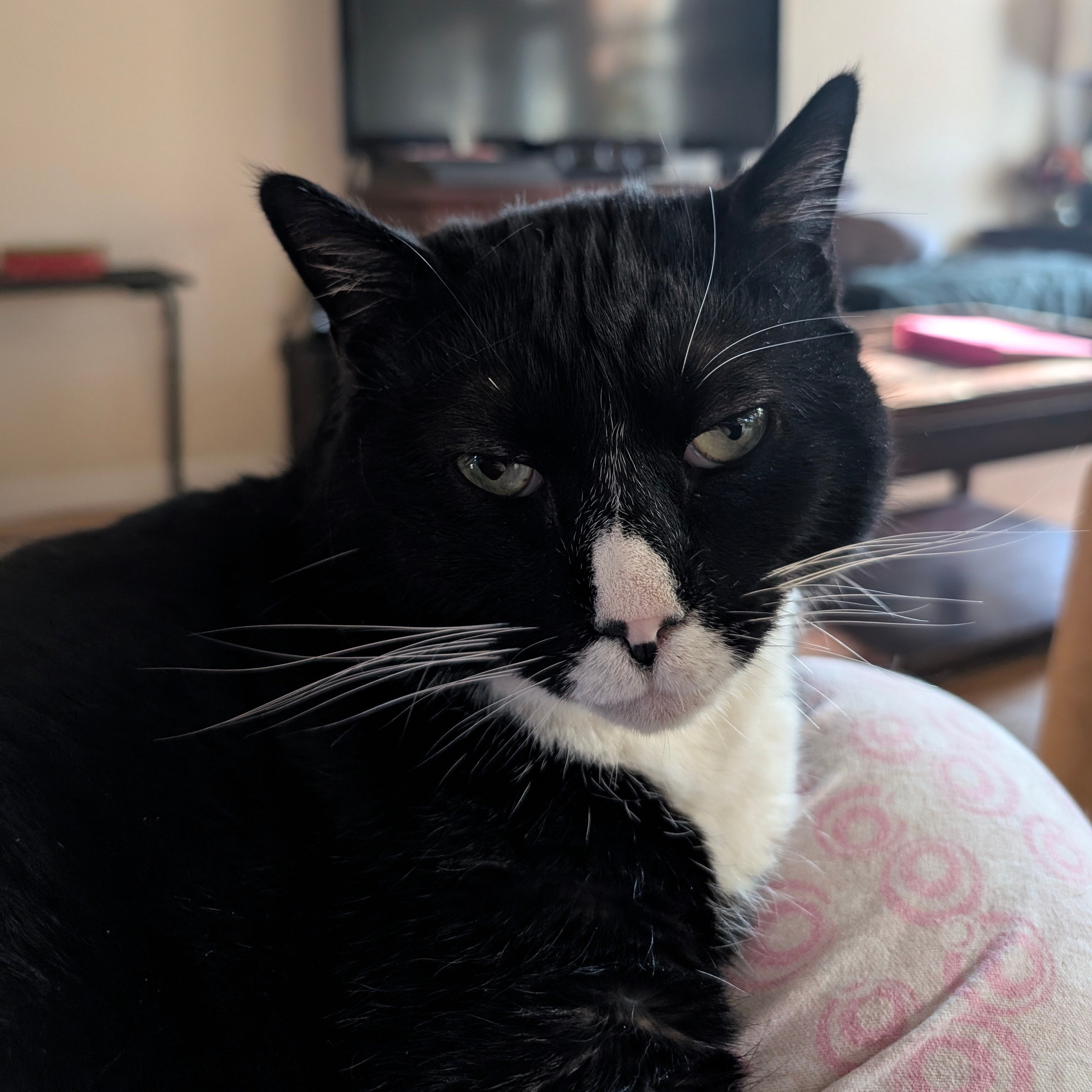 Black and white cat sitting on a lap in a living room with a TV in the background.