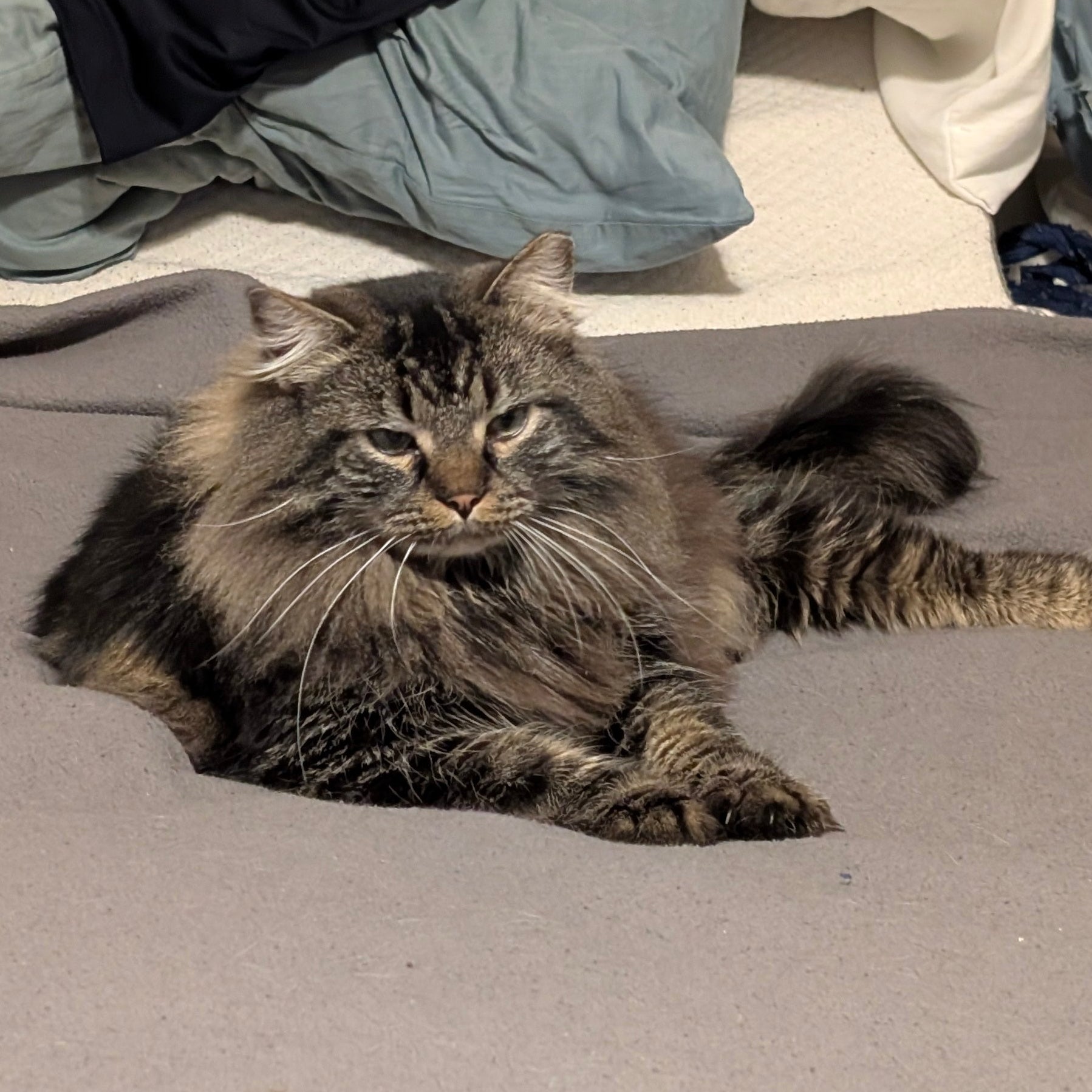 Photo of long haired tabby cat on bed with gray blanket