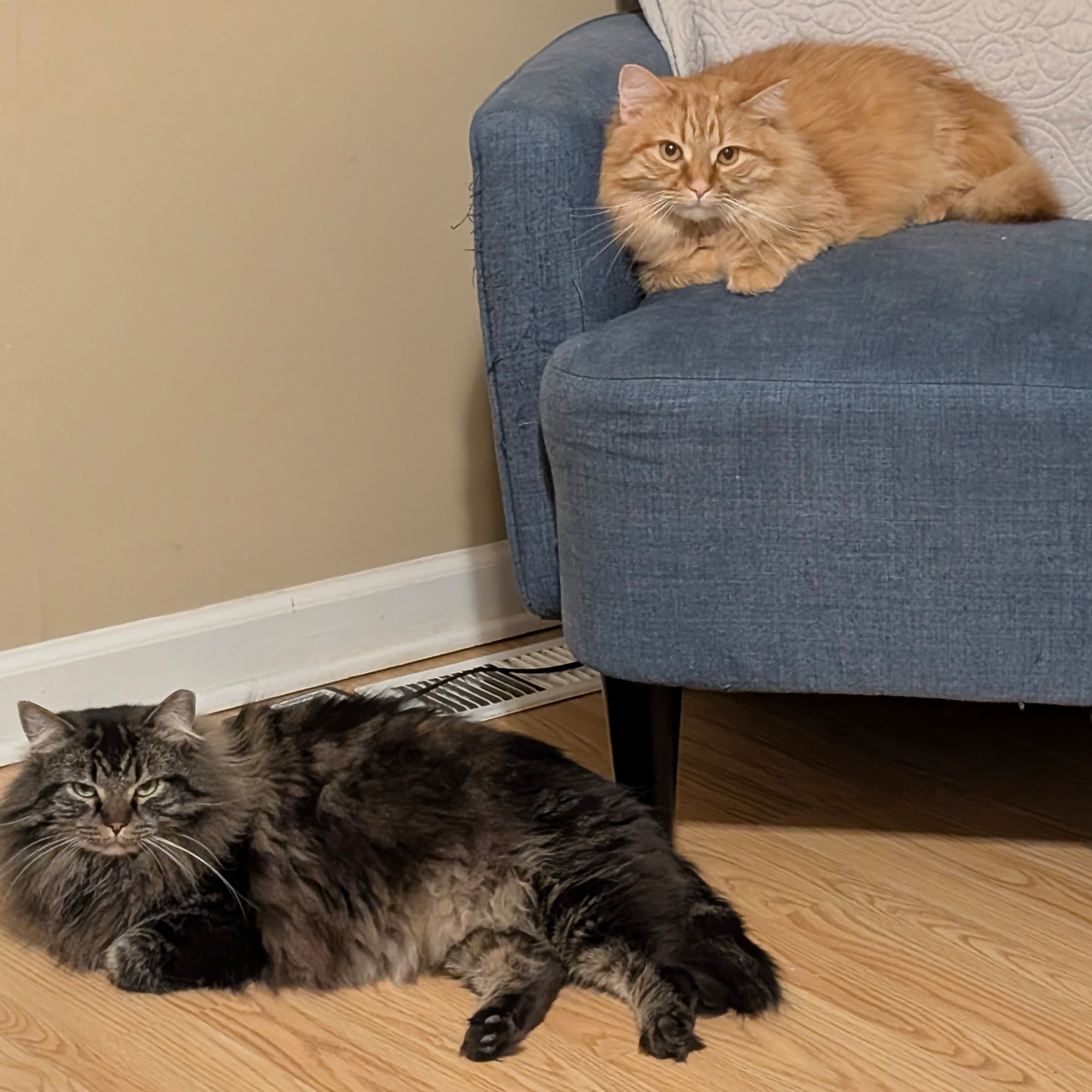 Two cats, one gray laying on the floor and one orange laying on a blue chair.  