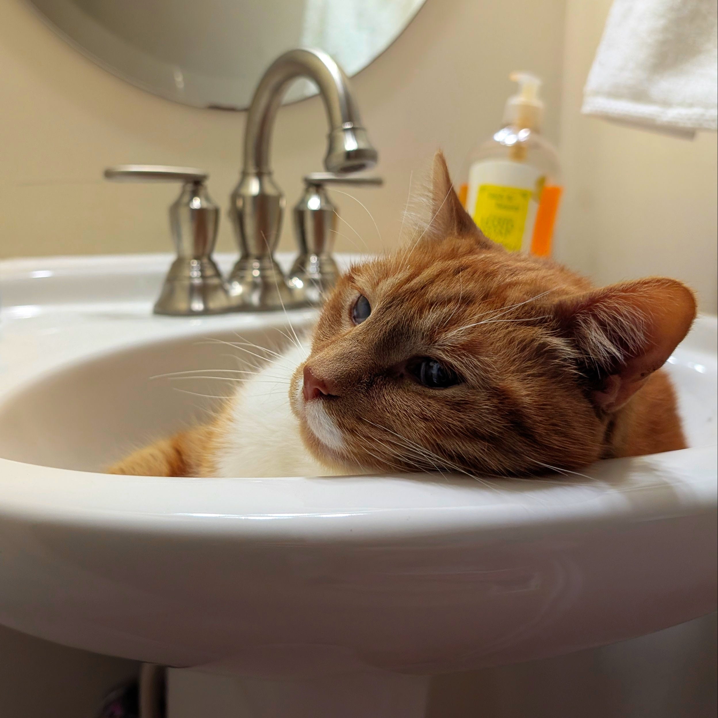 Cat lying in a bathroom sink with a mirror and toiletries in the background