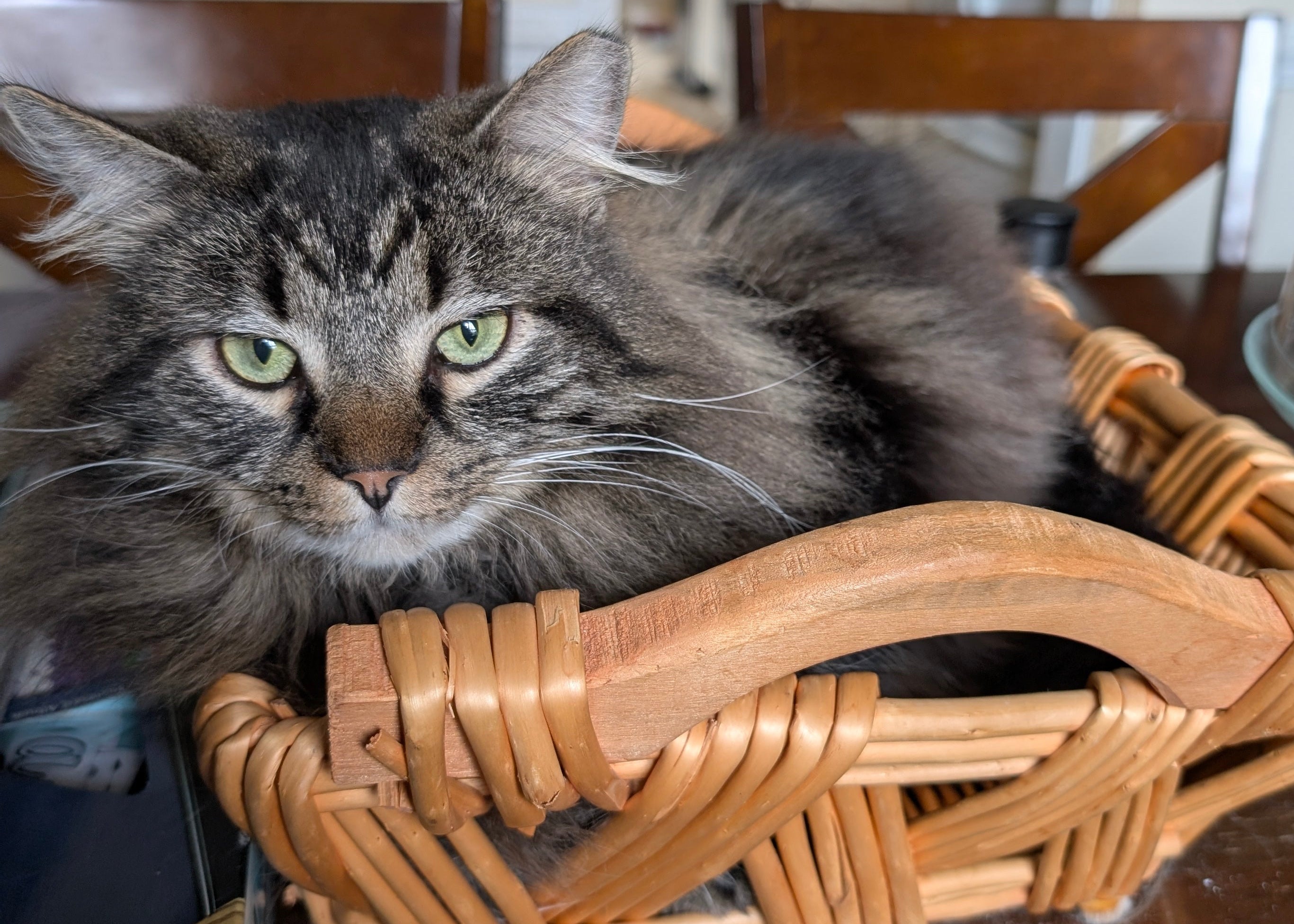 Cat sitting in a wicker basket on a wooden table with a home interior background