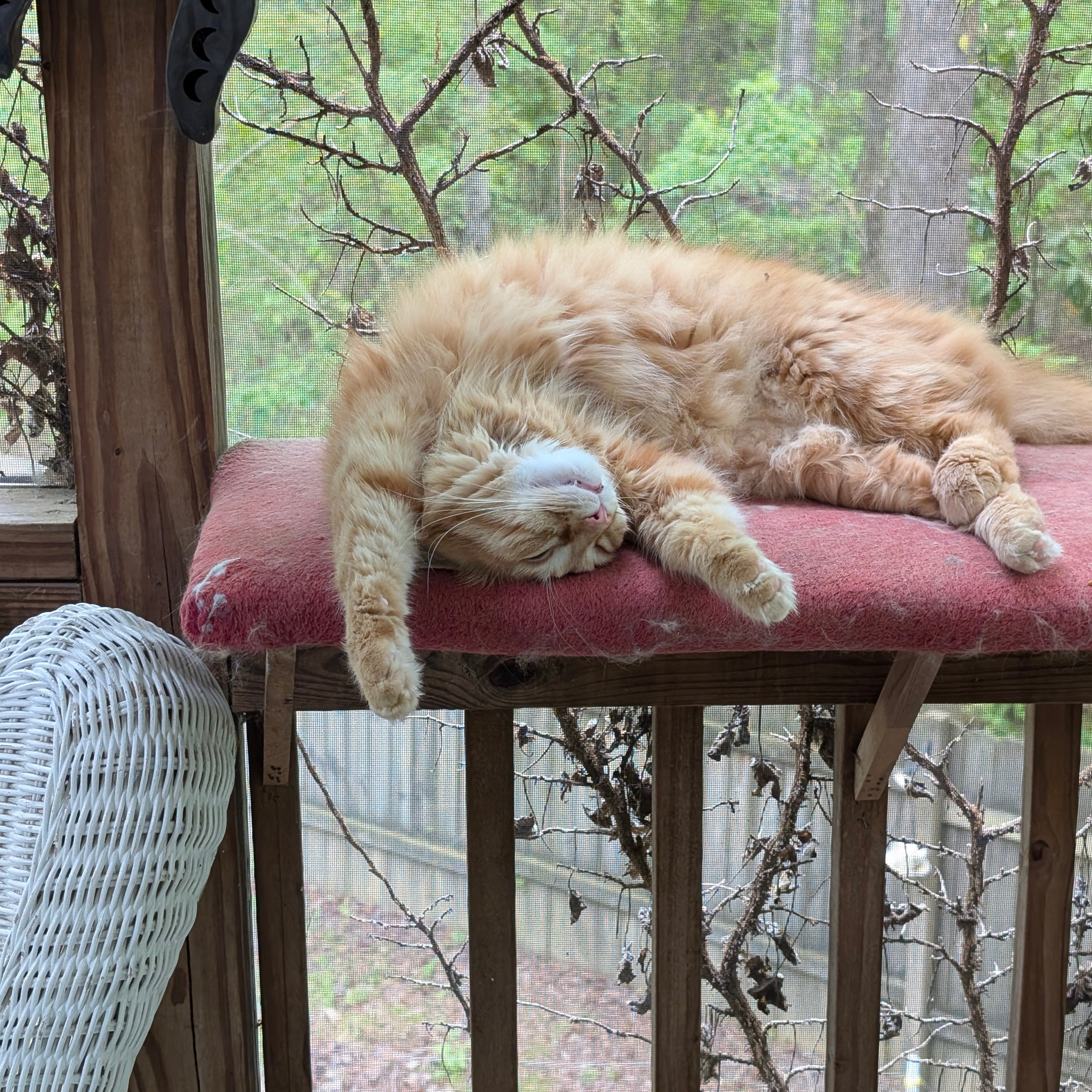 Cat sleeping on a cushioned platform with a forest view in the background